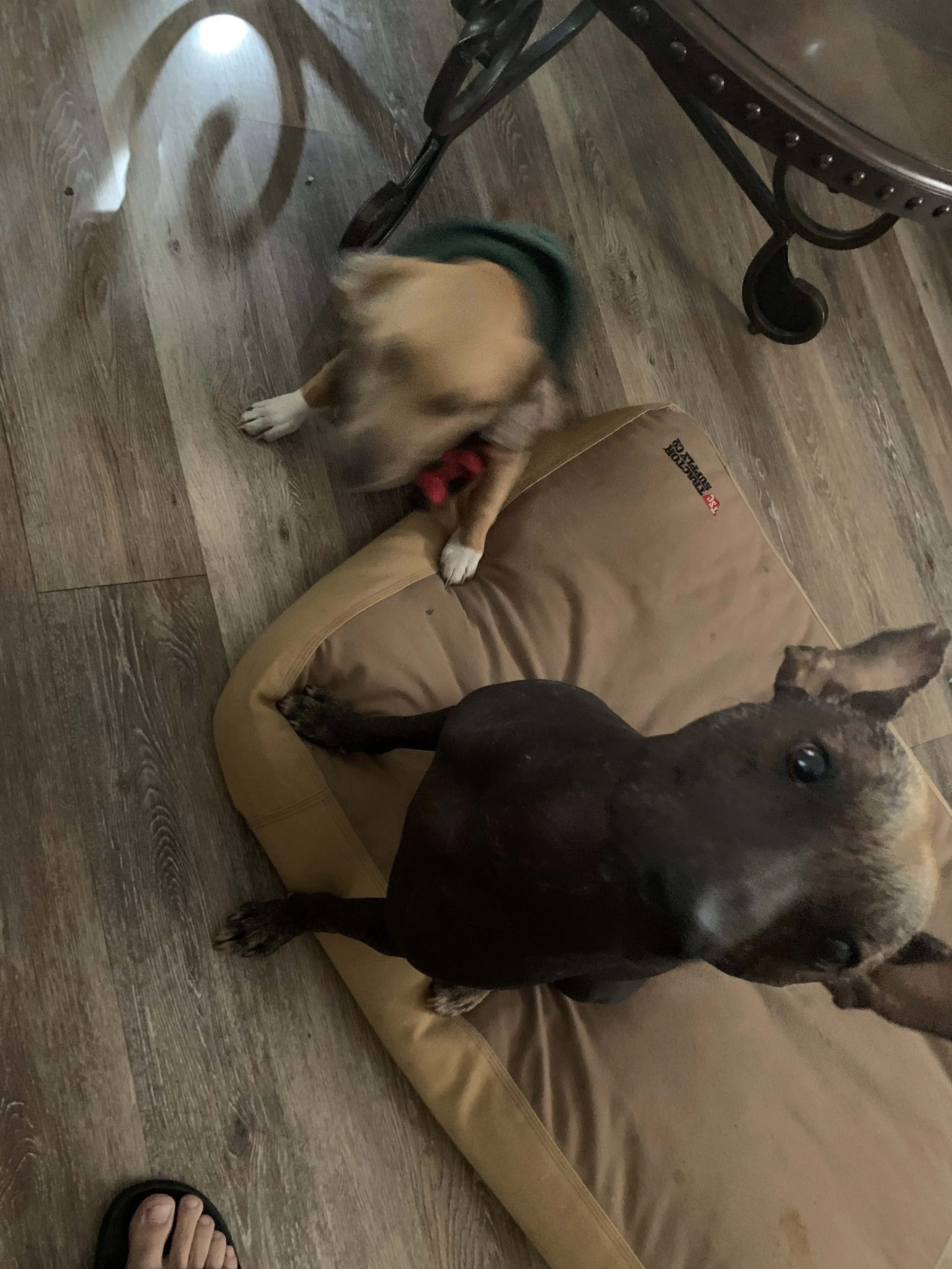 Lost pet