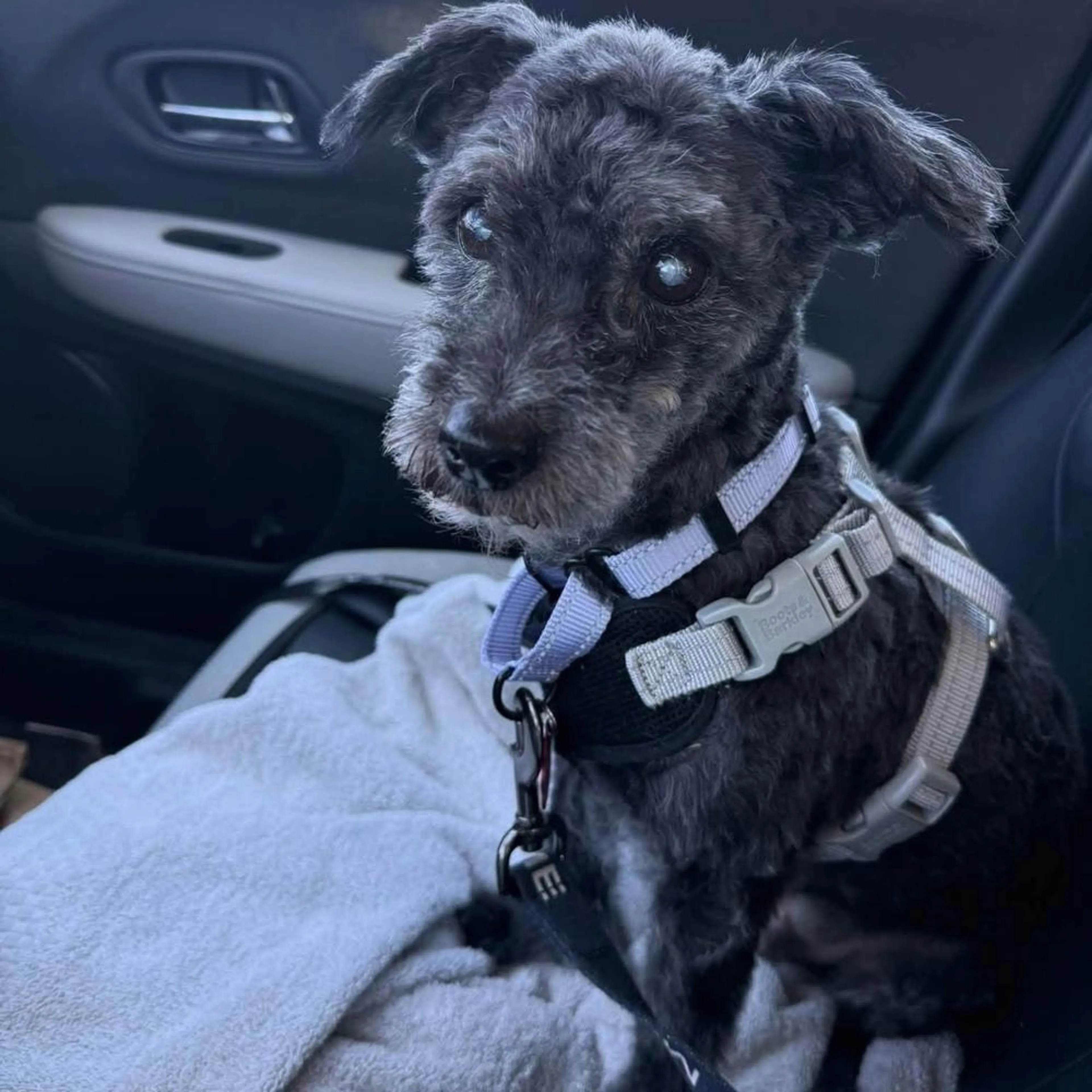 Found pet-2