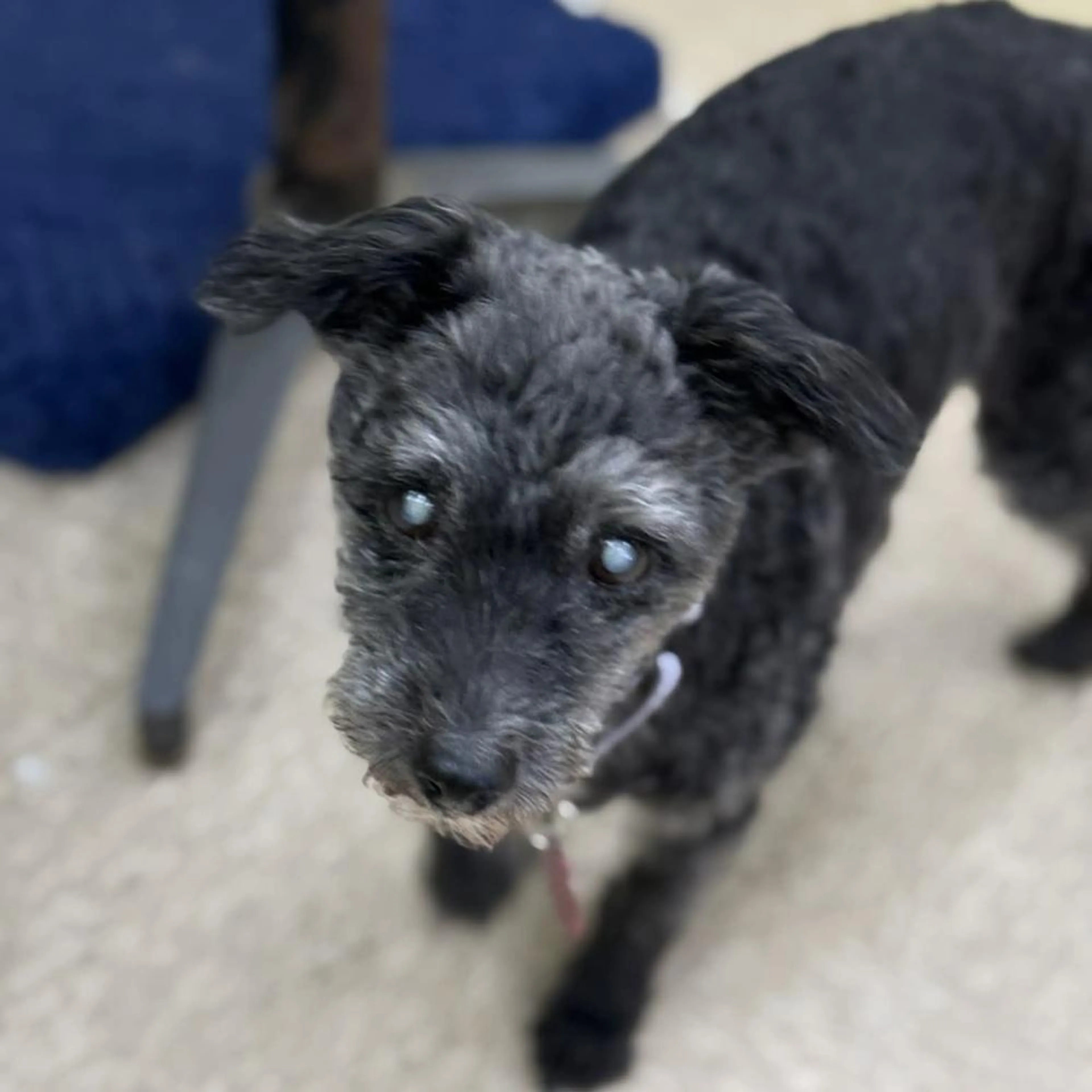 Found pet-4