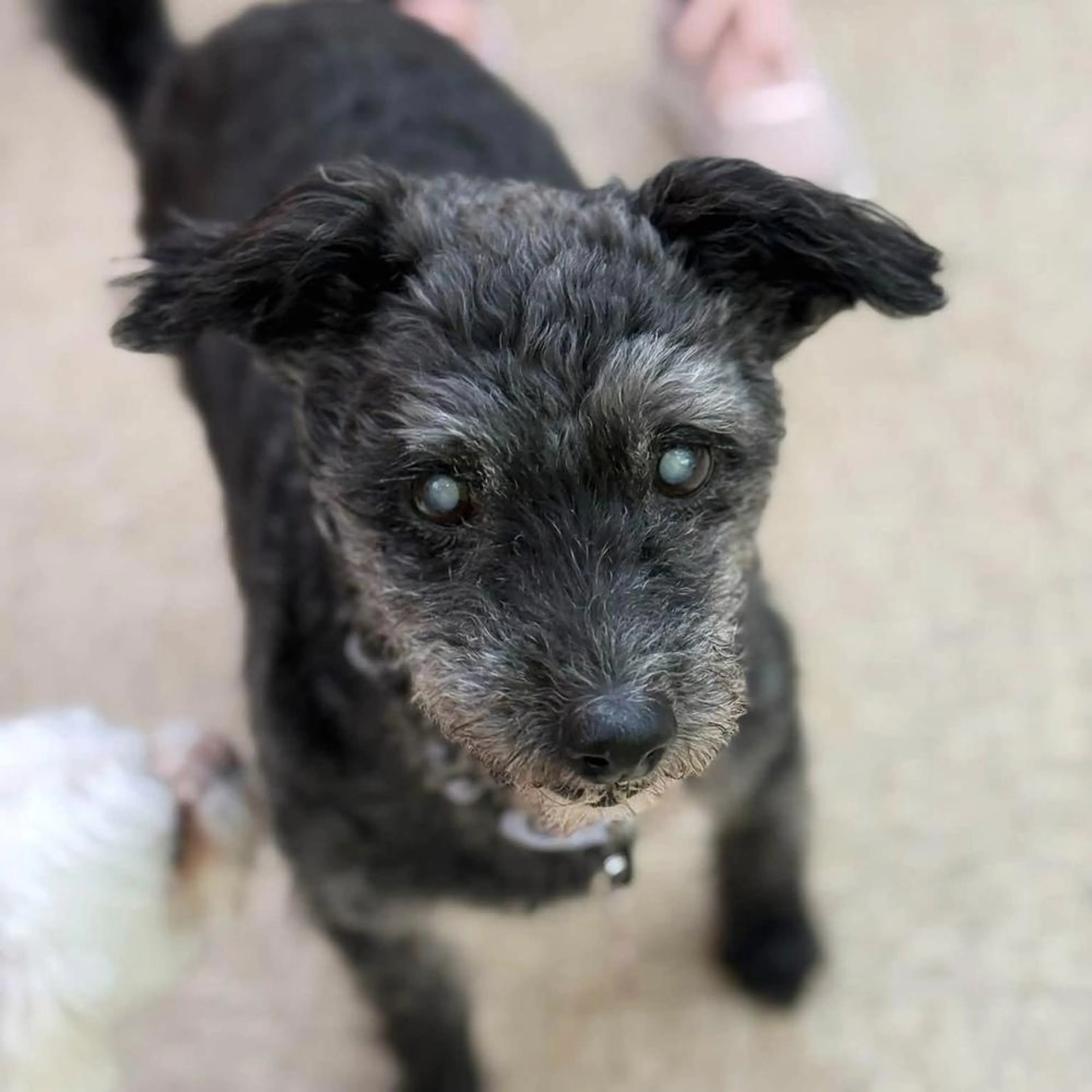 Found pet-3