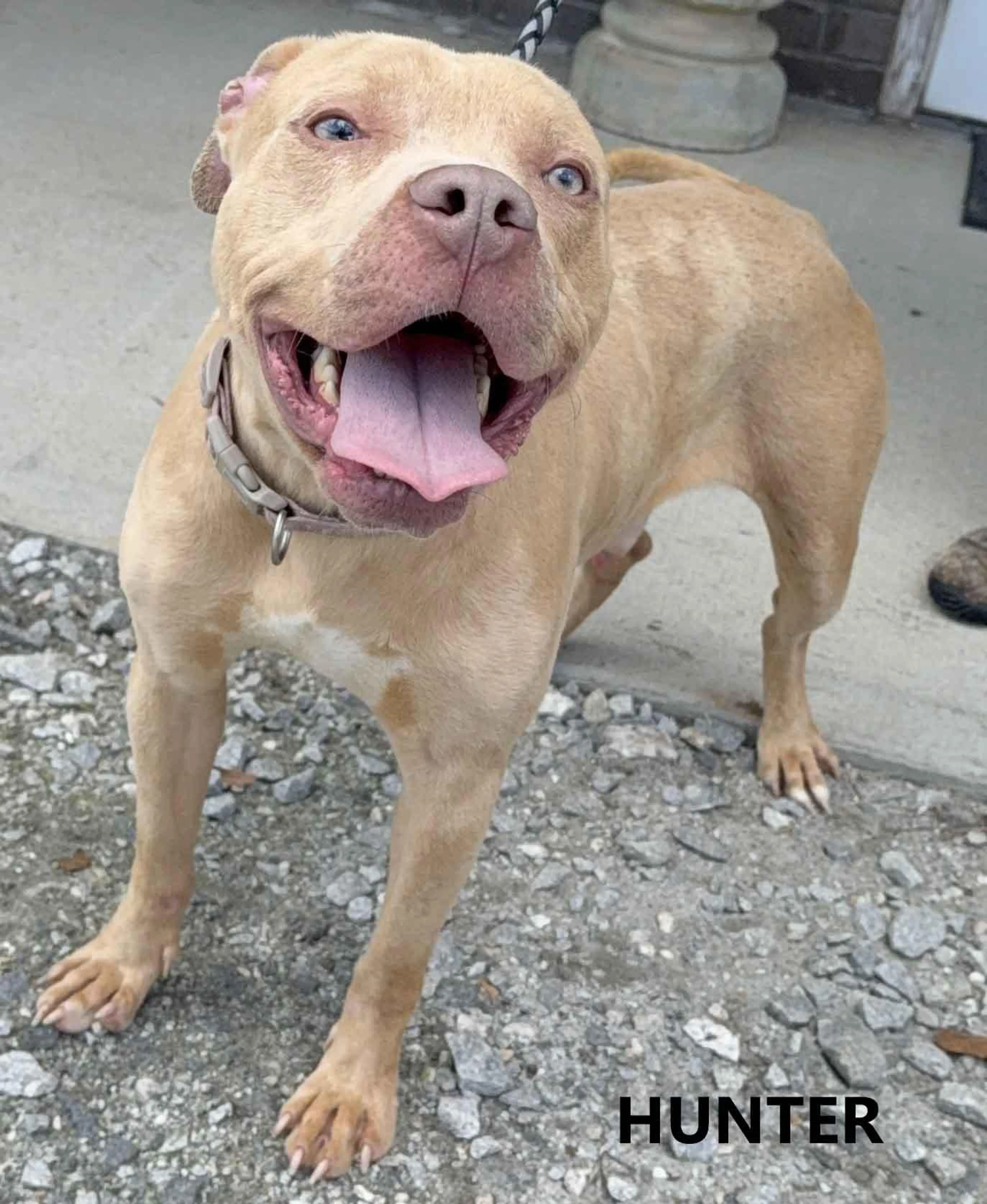 Found pet-1