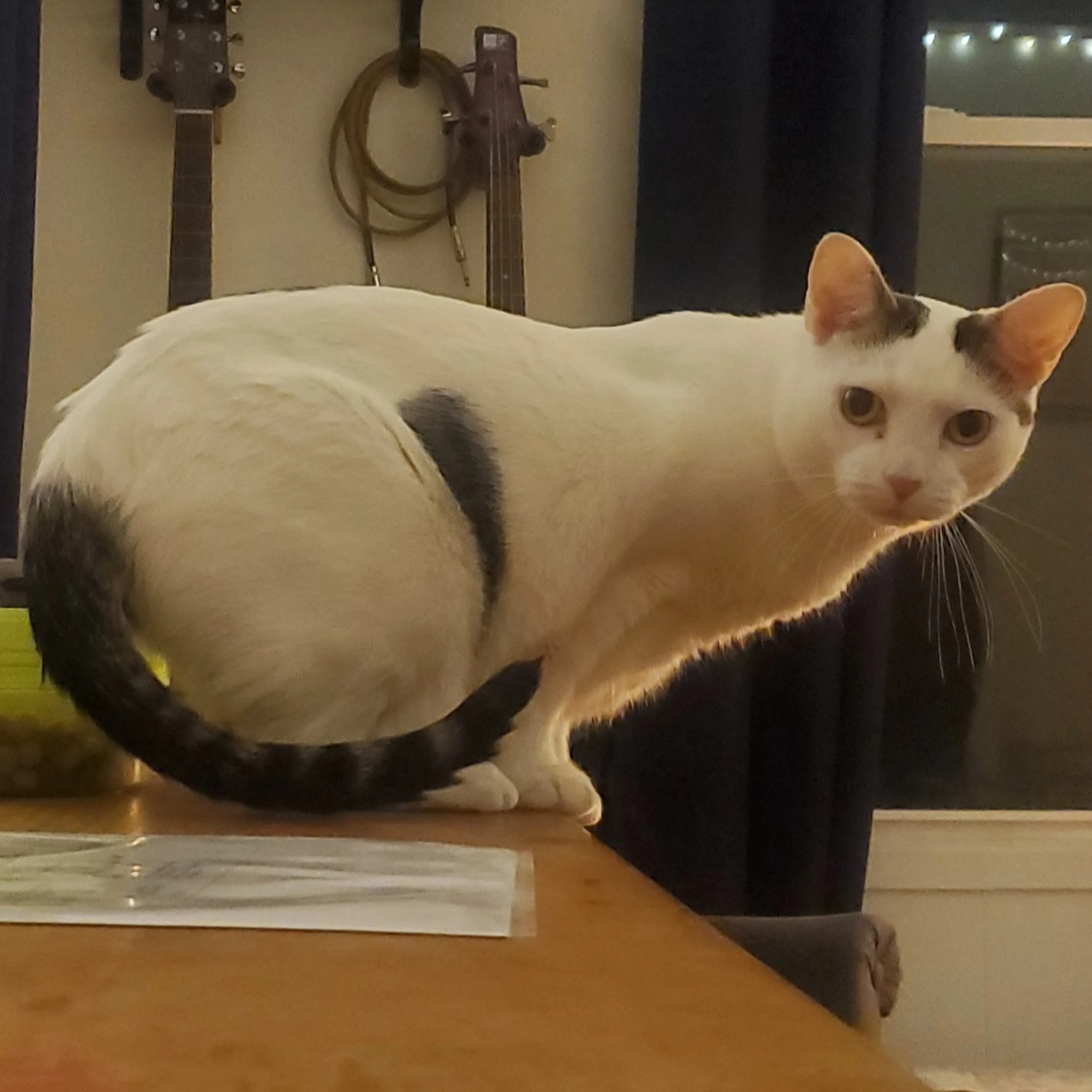 Lost pet-1