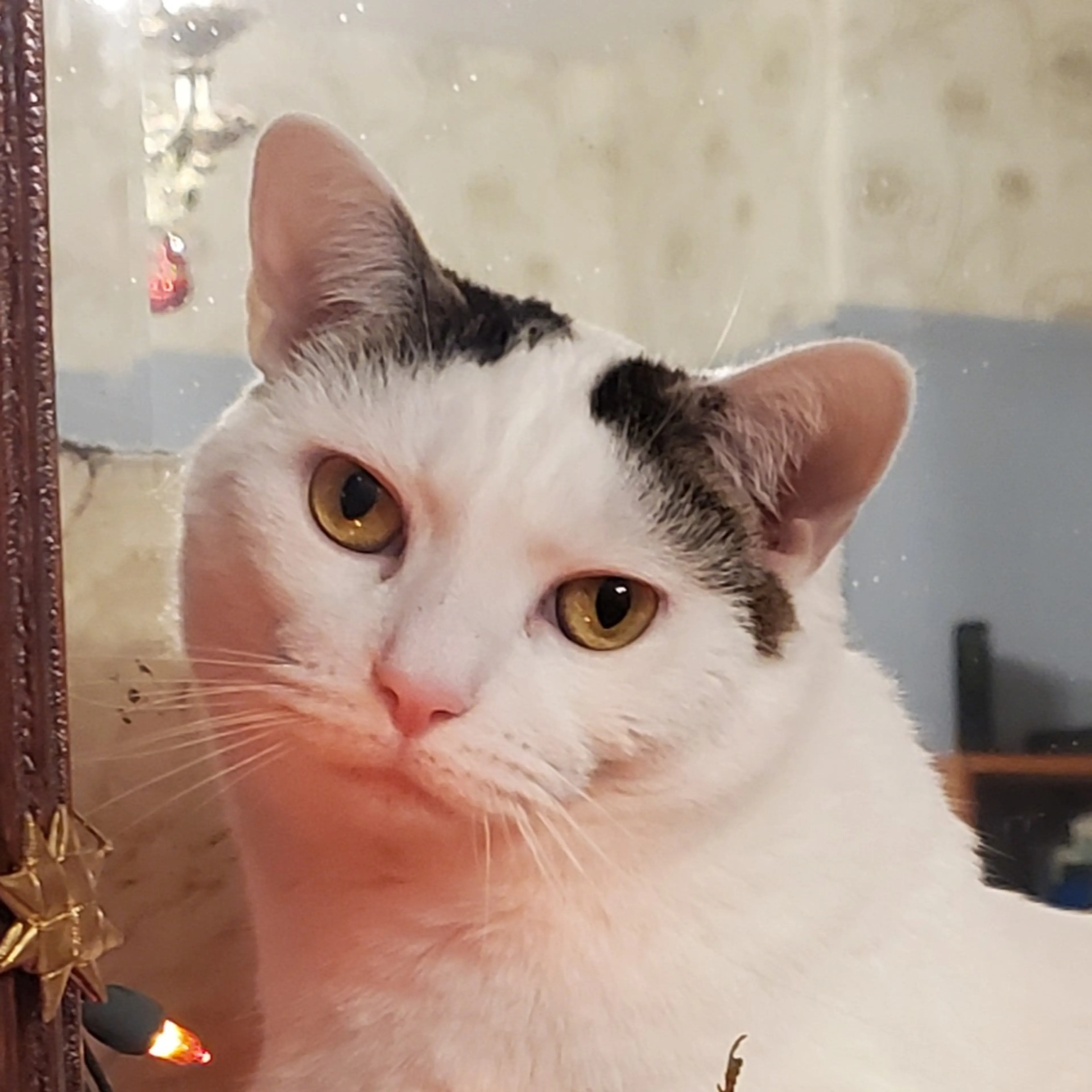 Lost pet-2