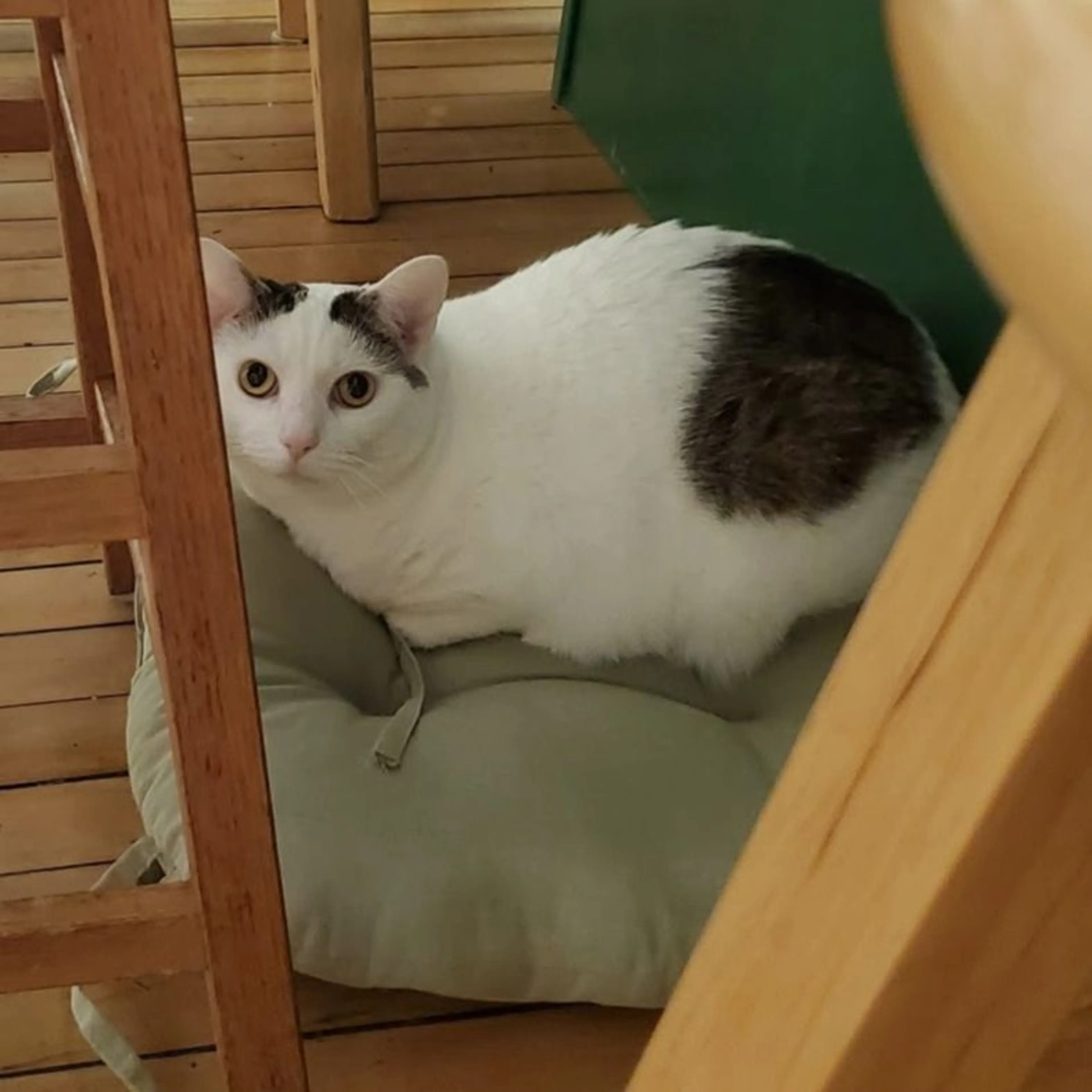 Lost pet-0