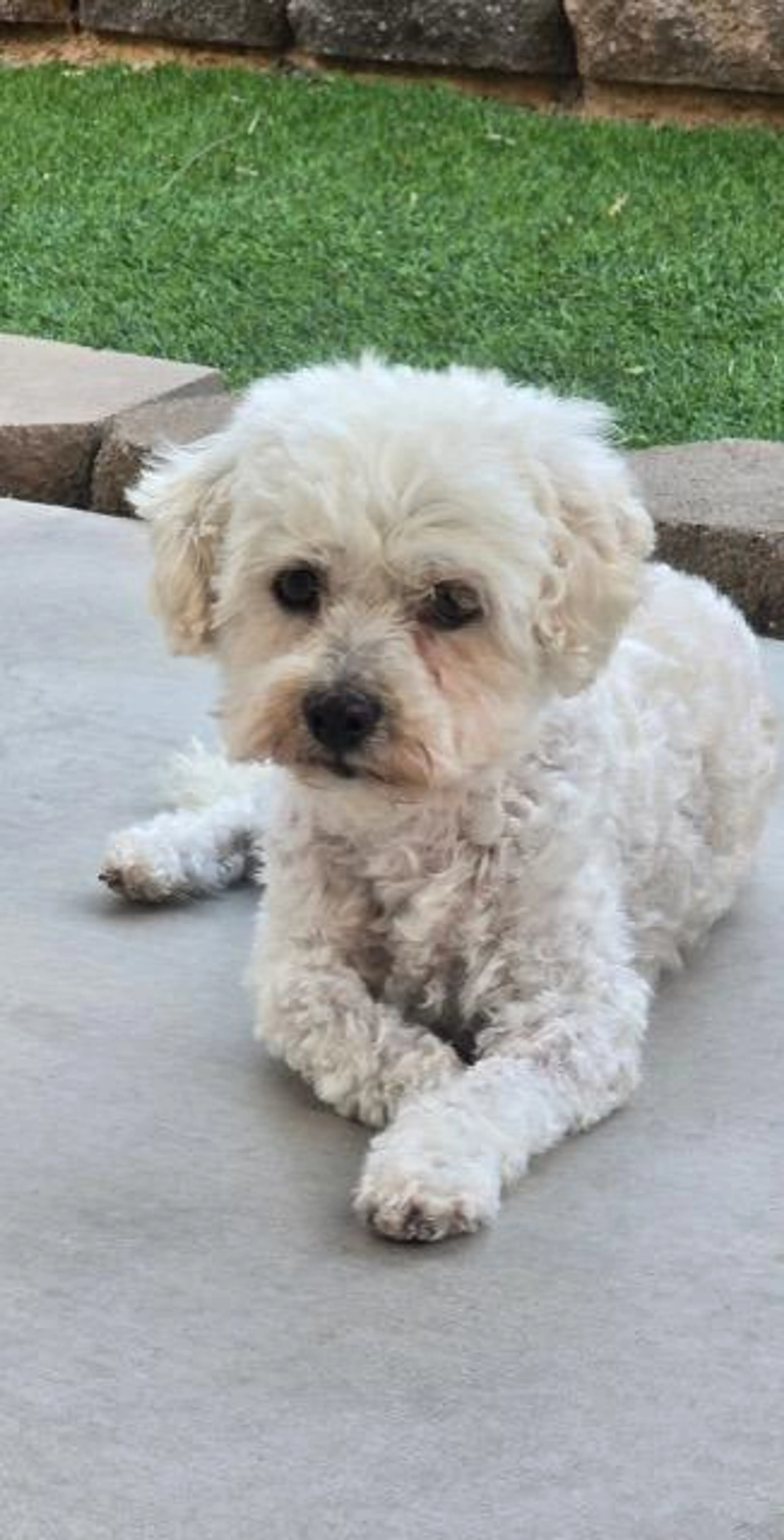 Found pet