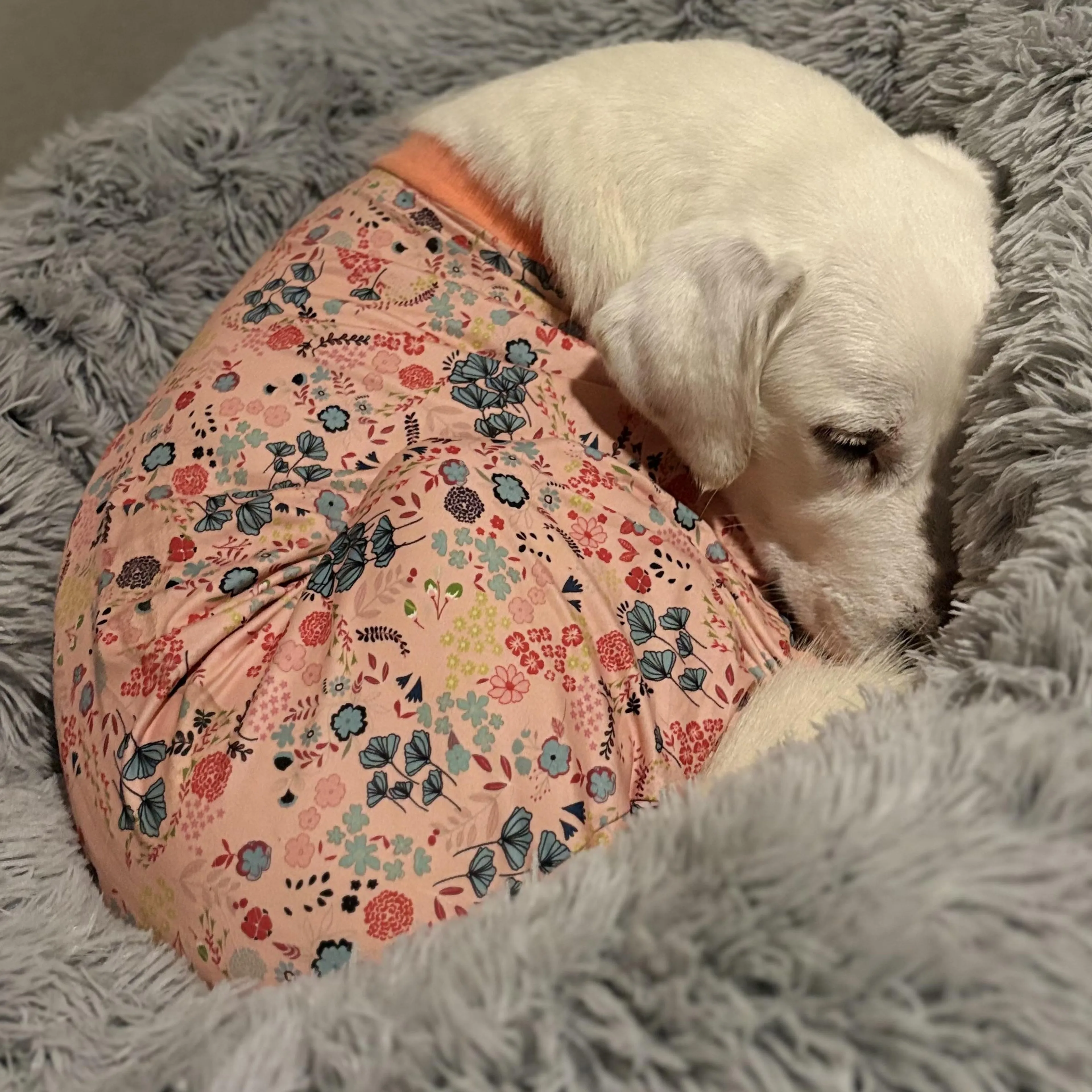 Found pet-1
