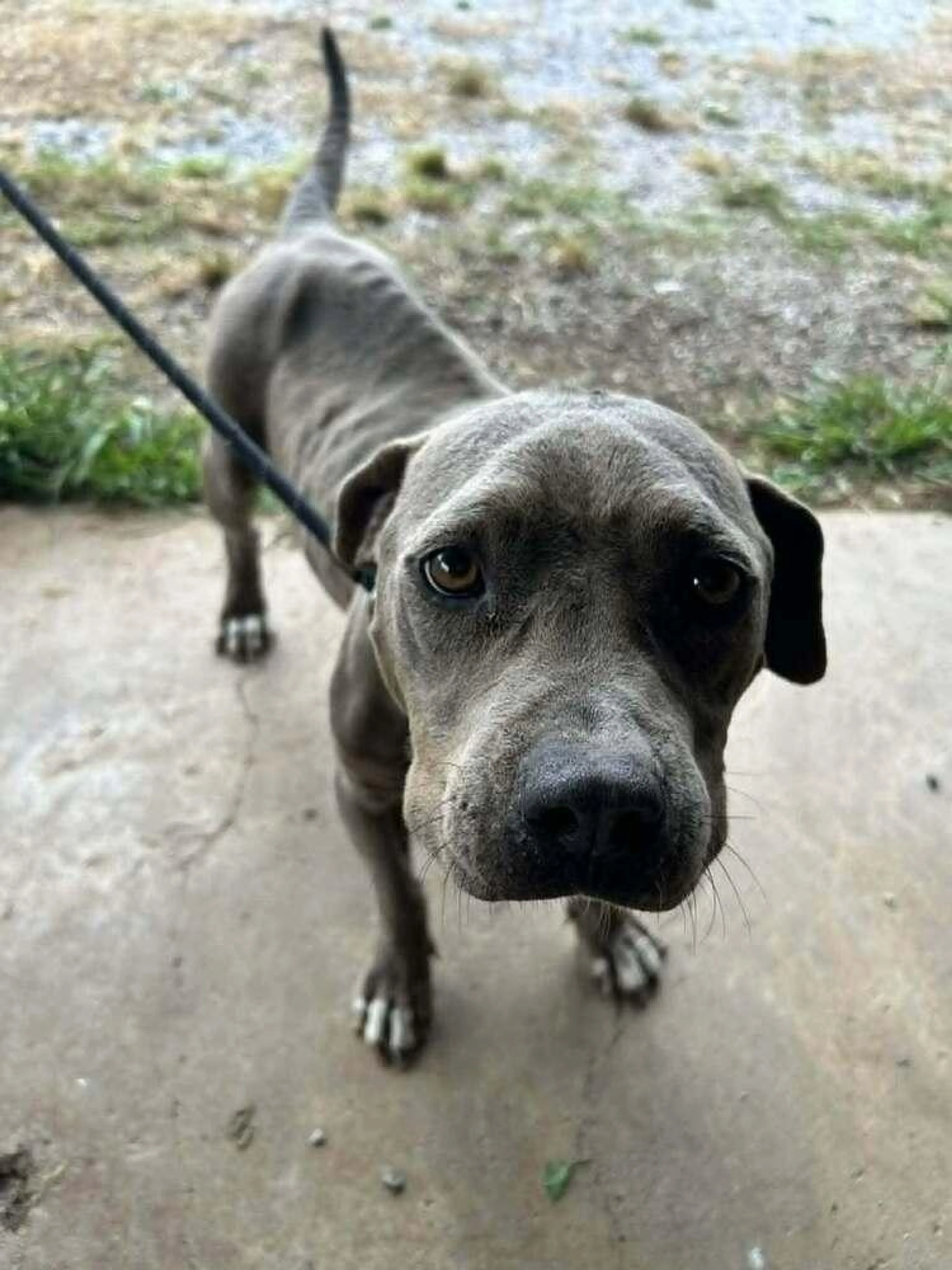 Found pet-0