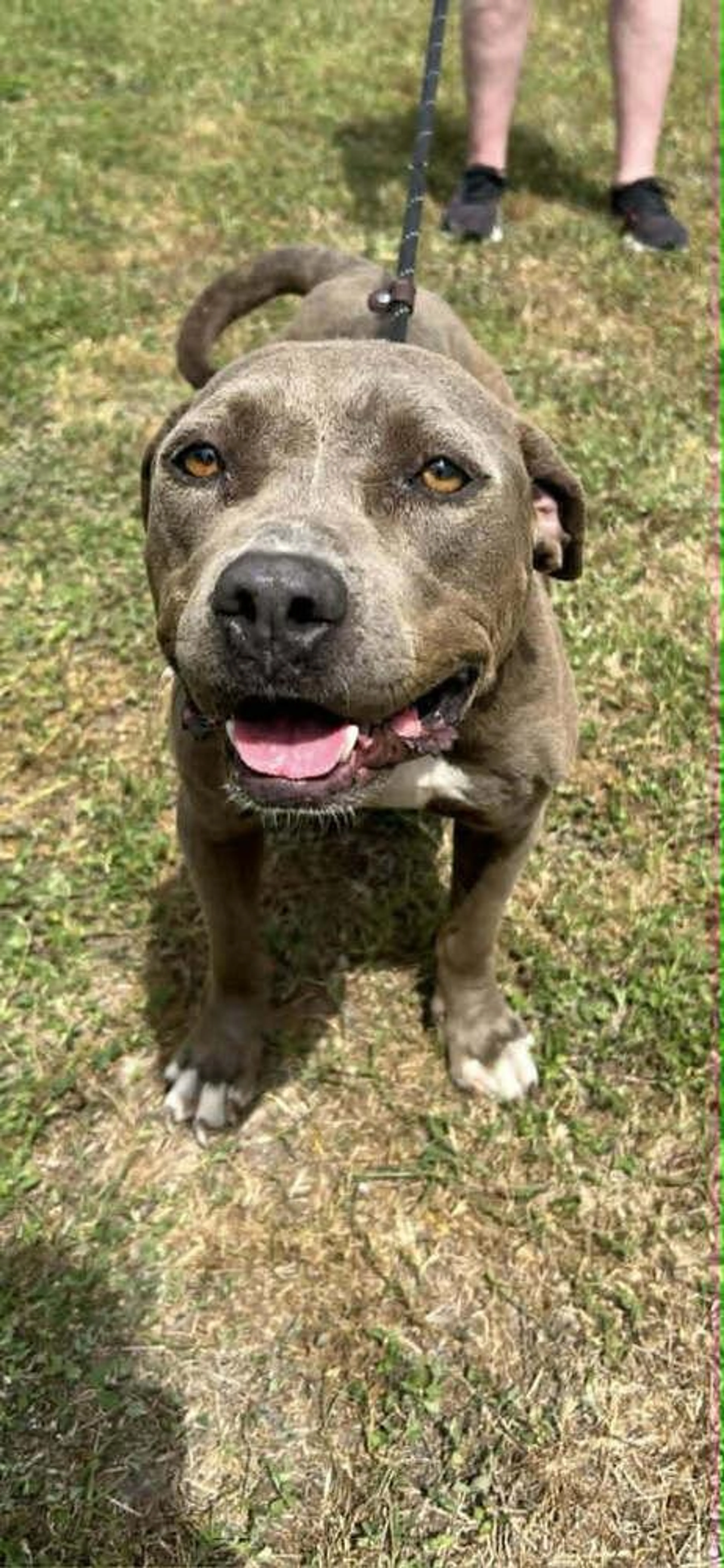 Found pet-1