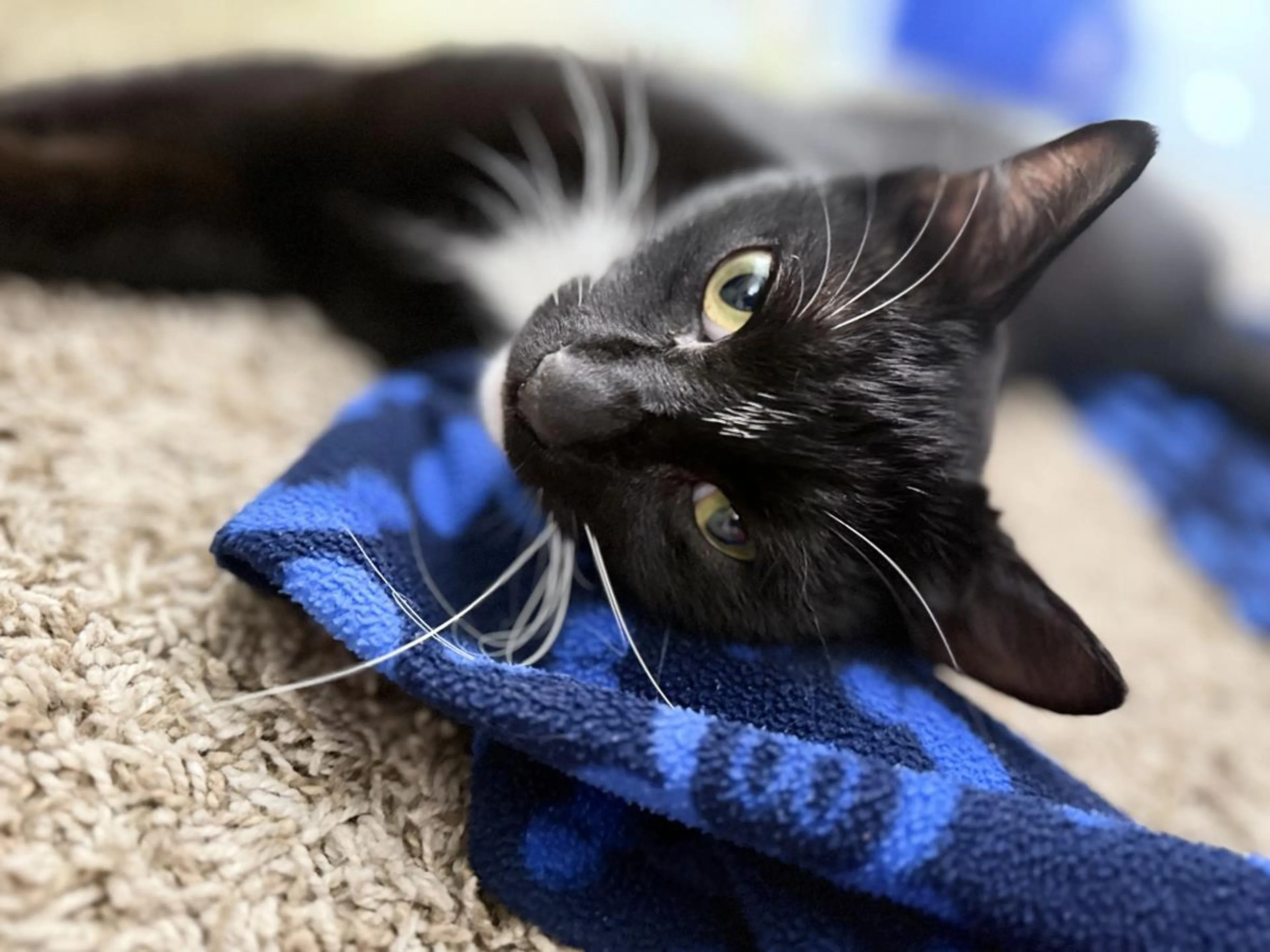 Found pet-1