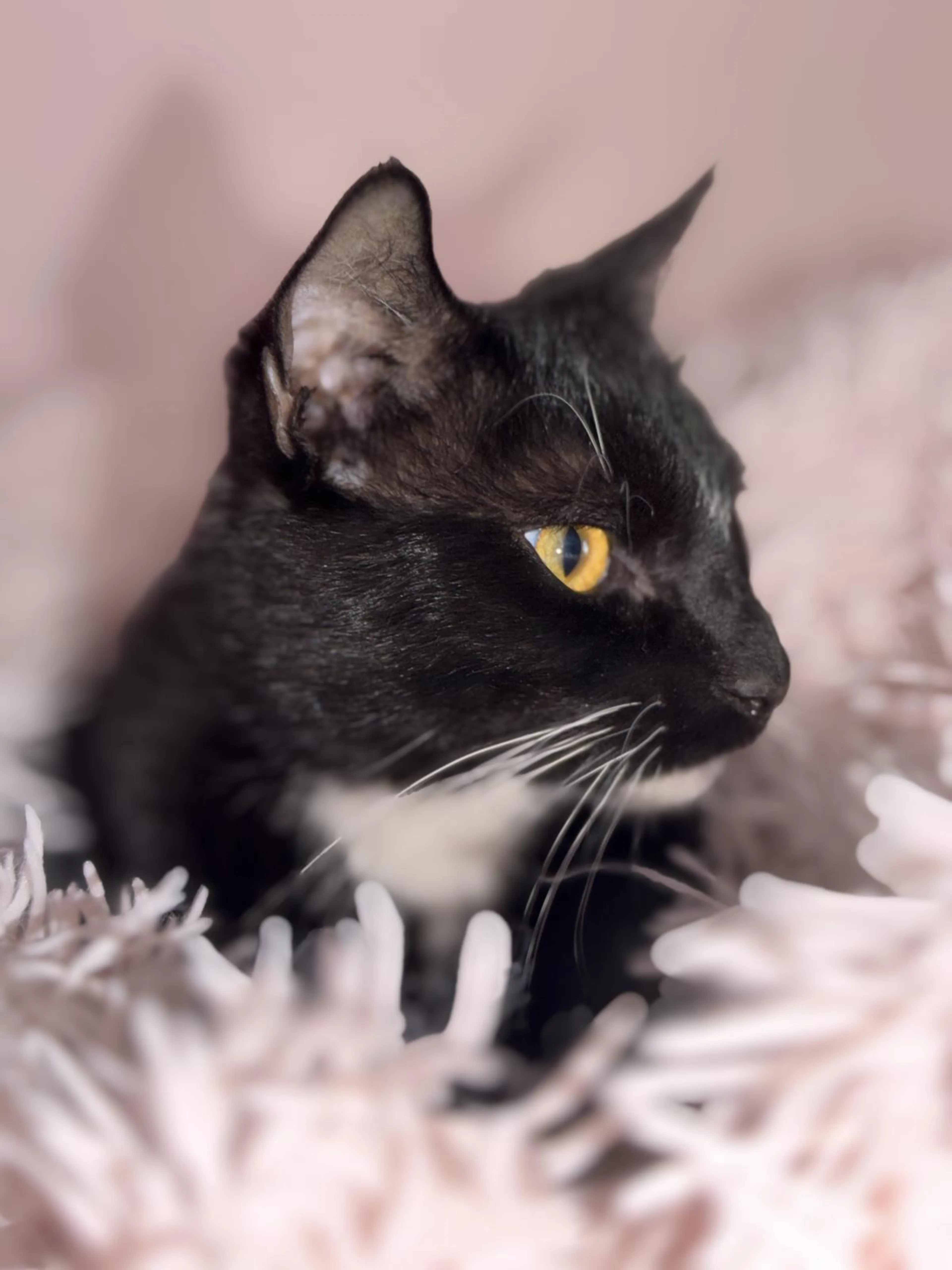 Found pet-2
