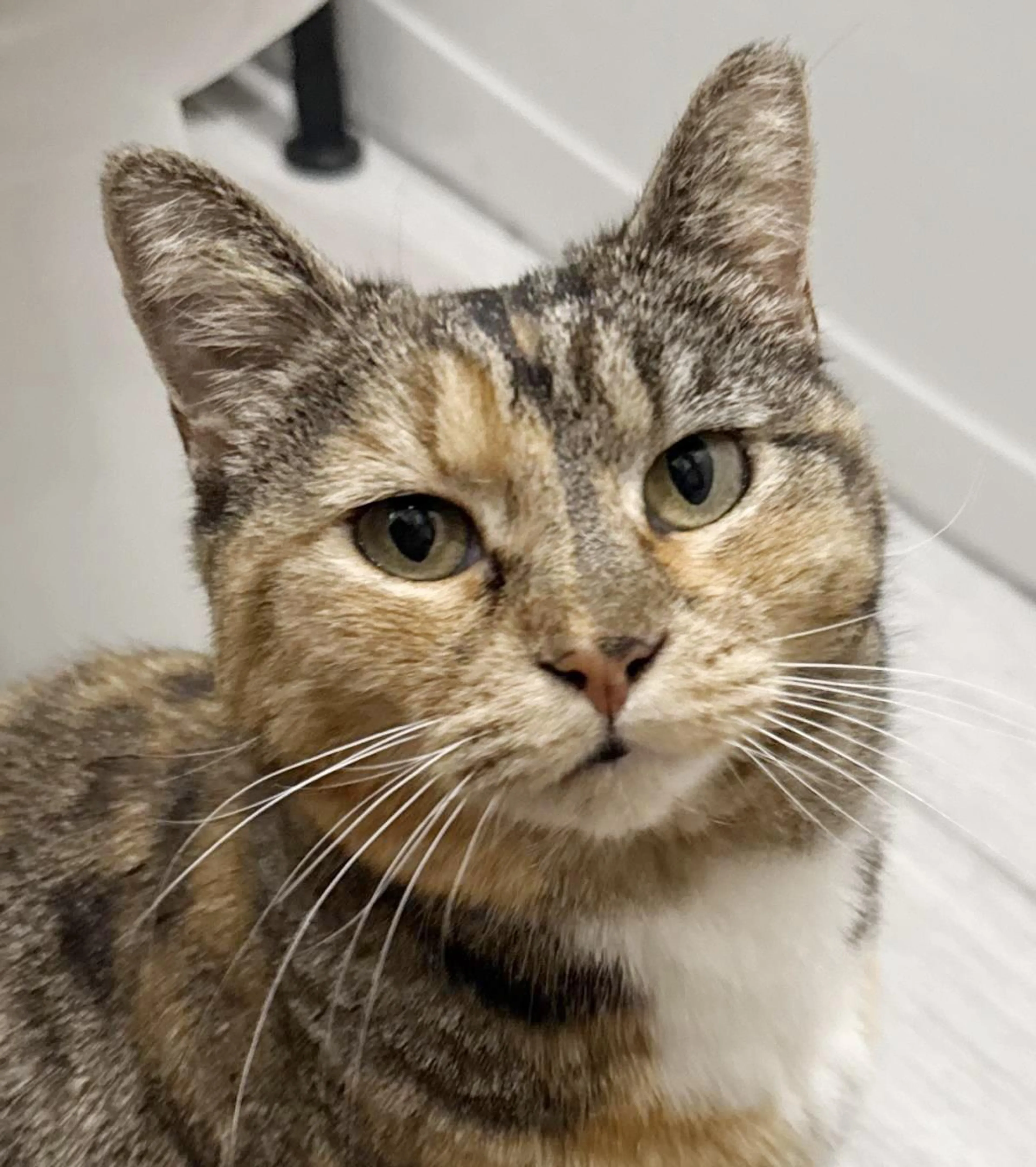 Found pet-2