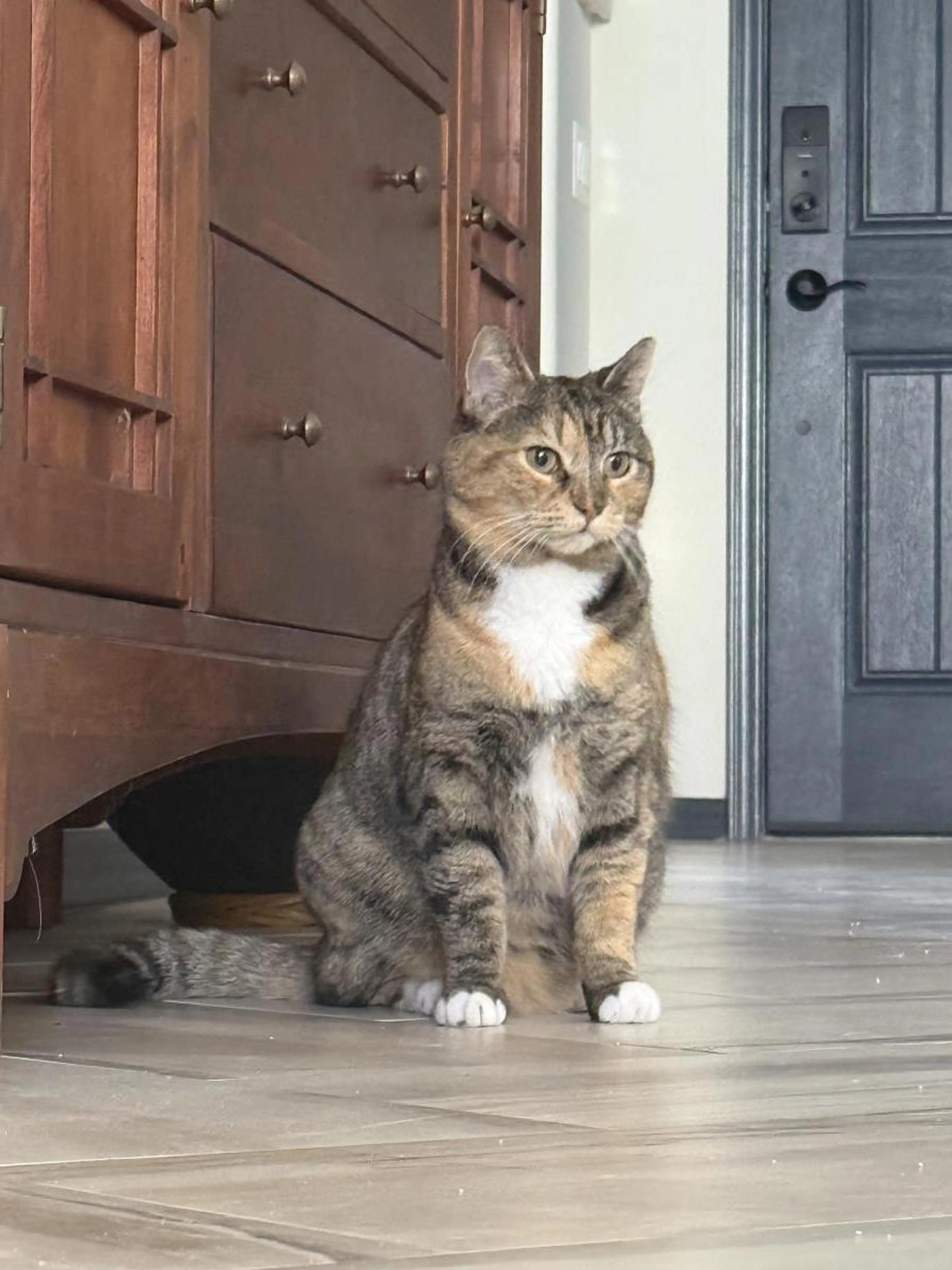 Found pet-1