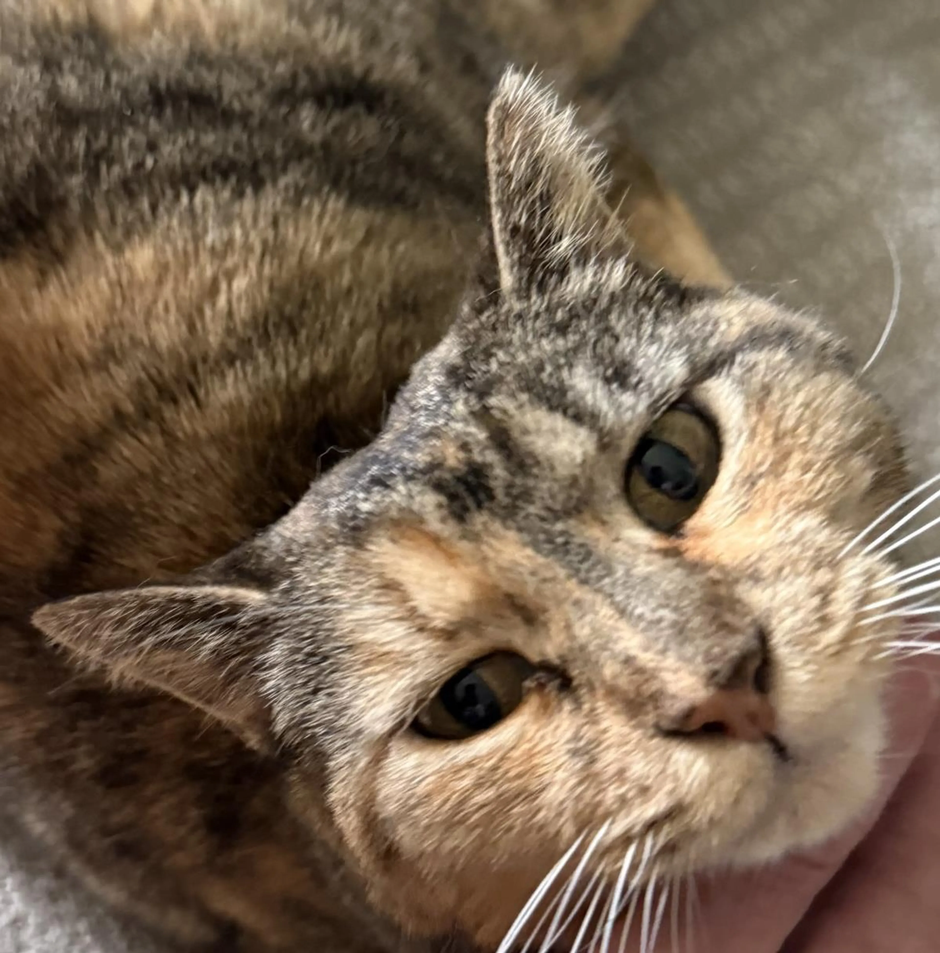 Found pet-0