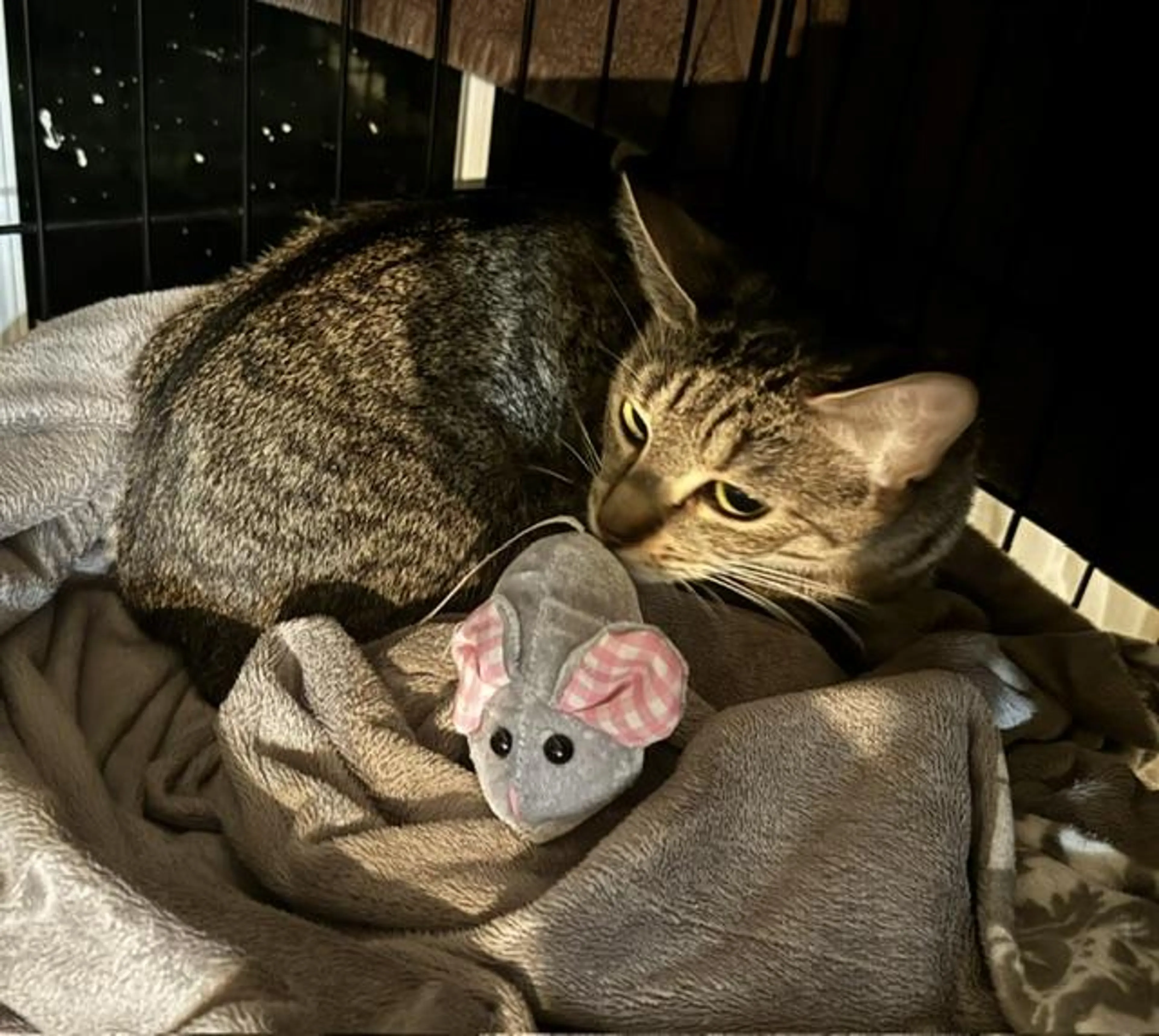 Found pet-1
