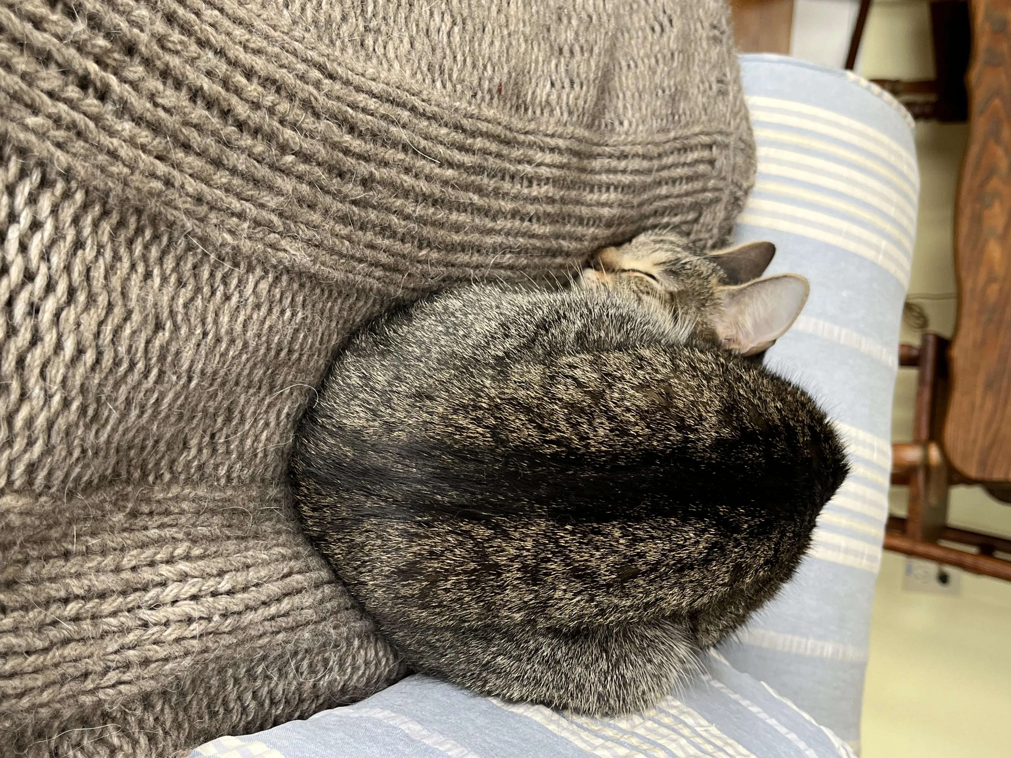Found pet-2