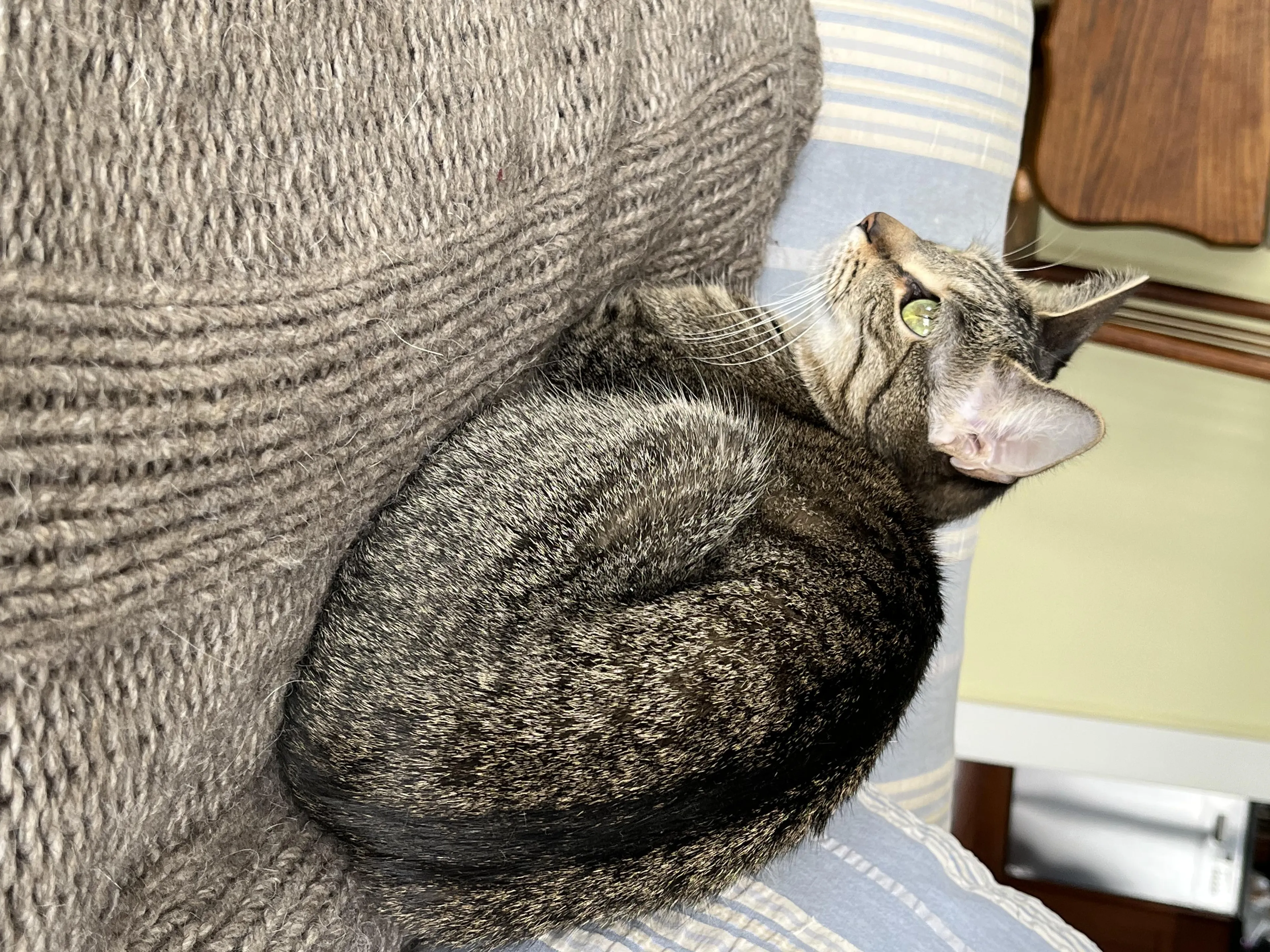 Found pet-0