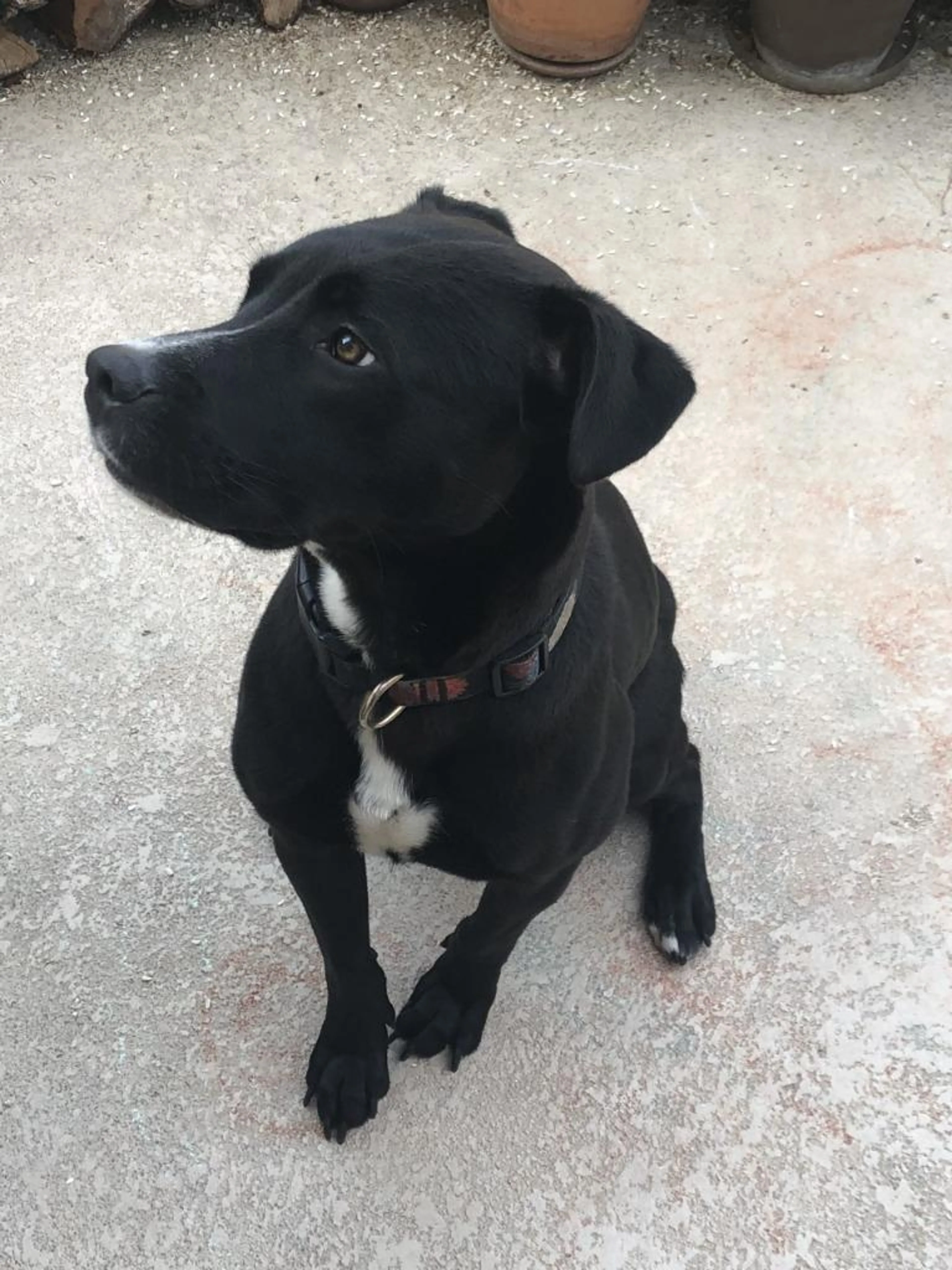 Found pet-1