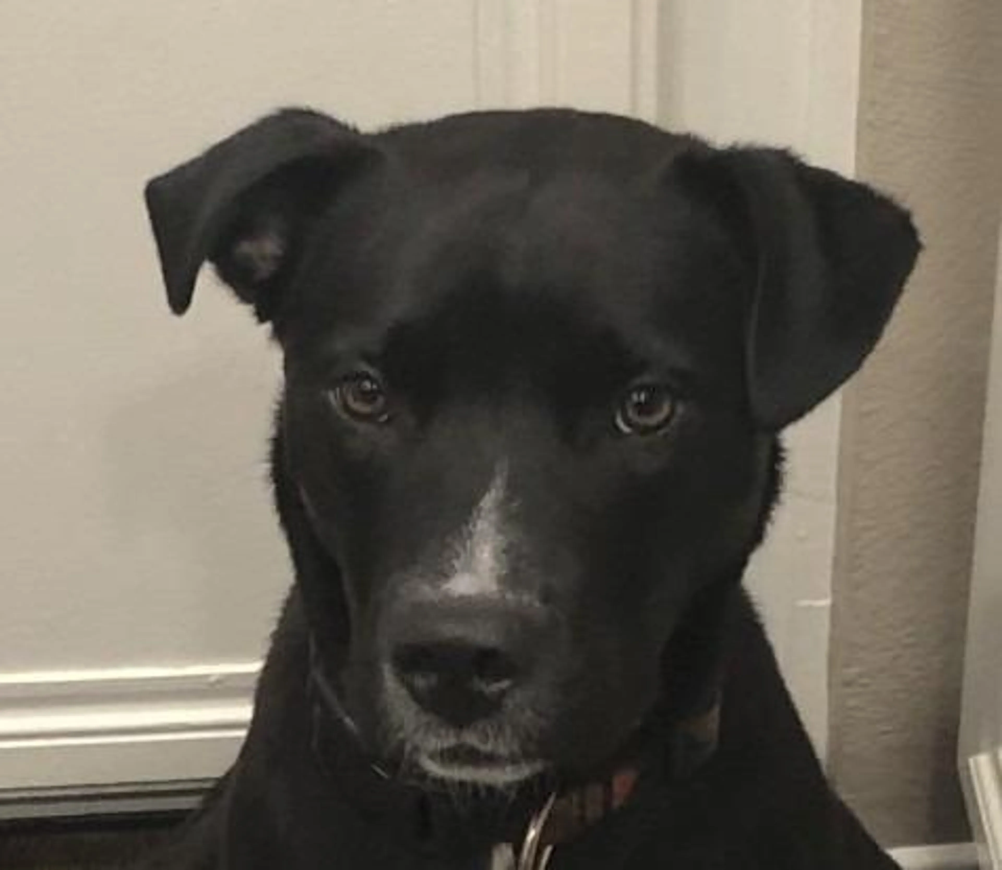 Found pet-3