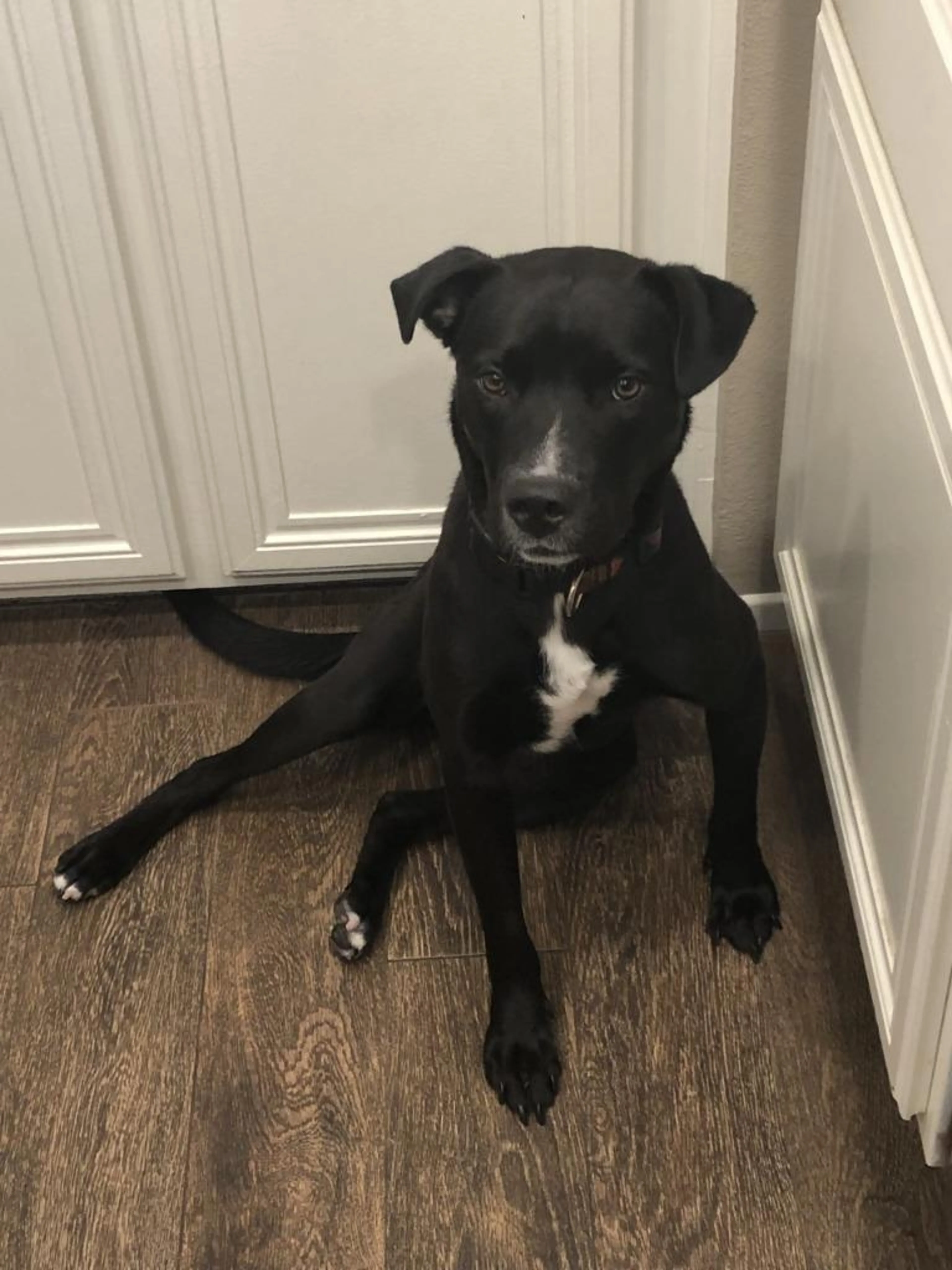 Found pet-5