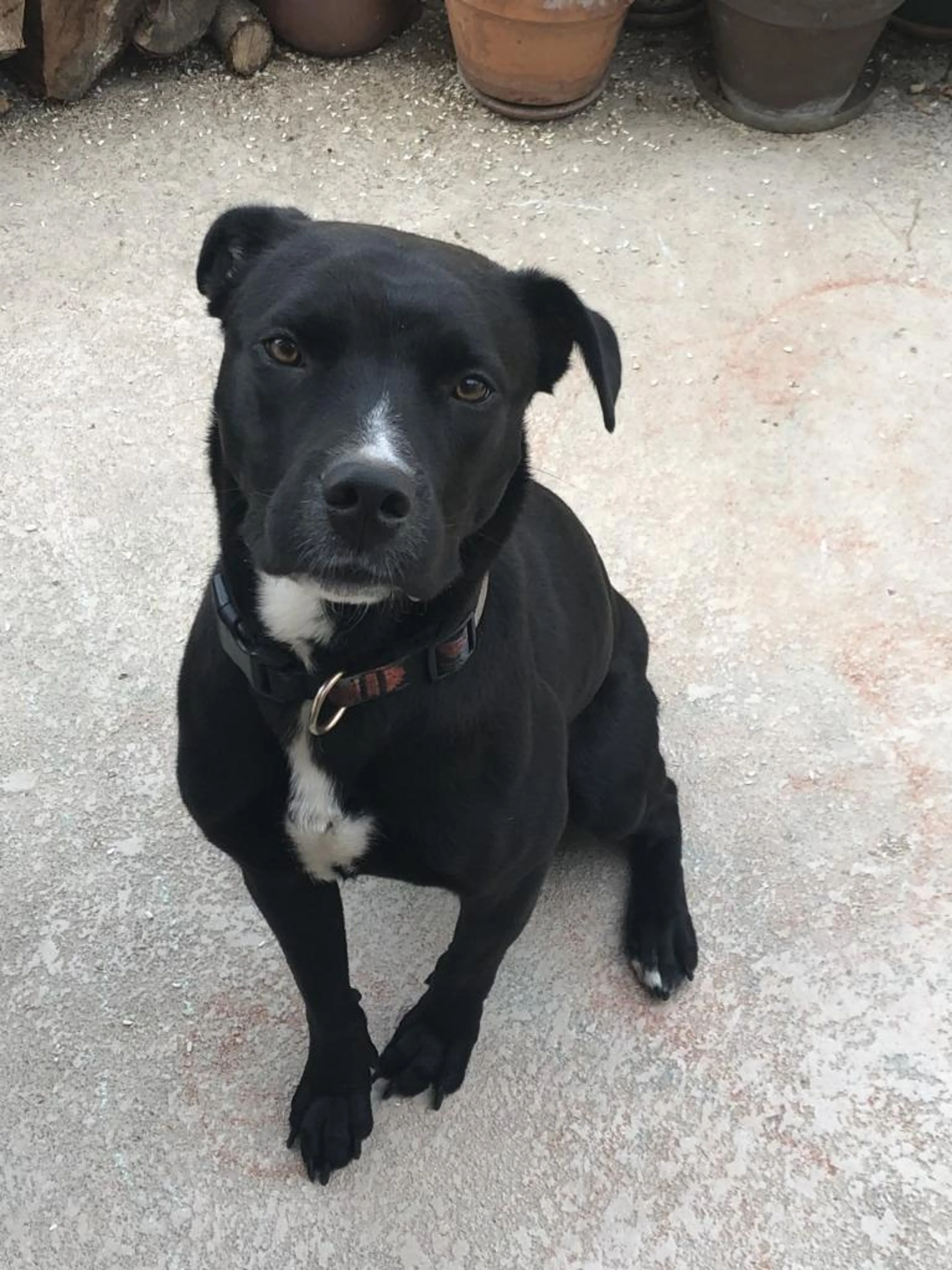 Found pet-4