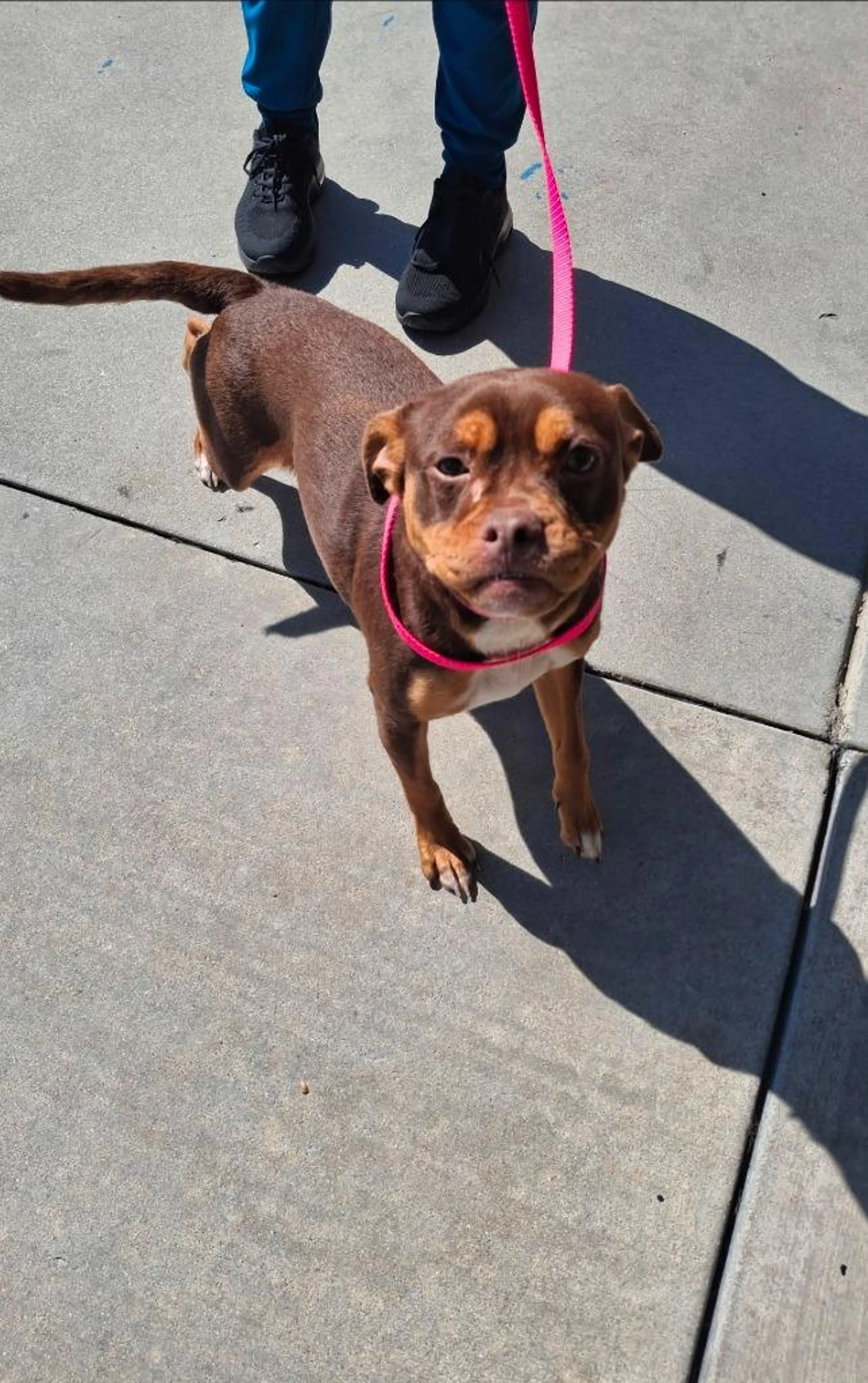 Found pet-1