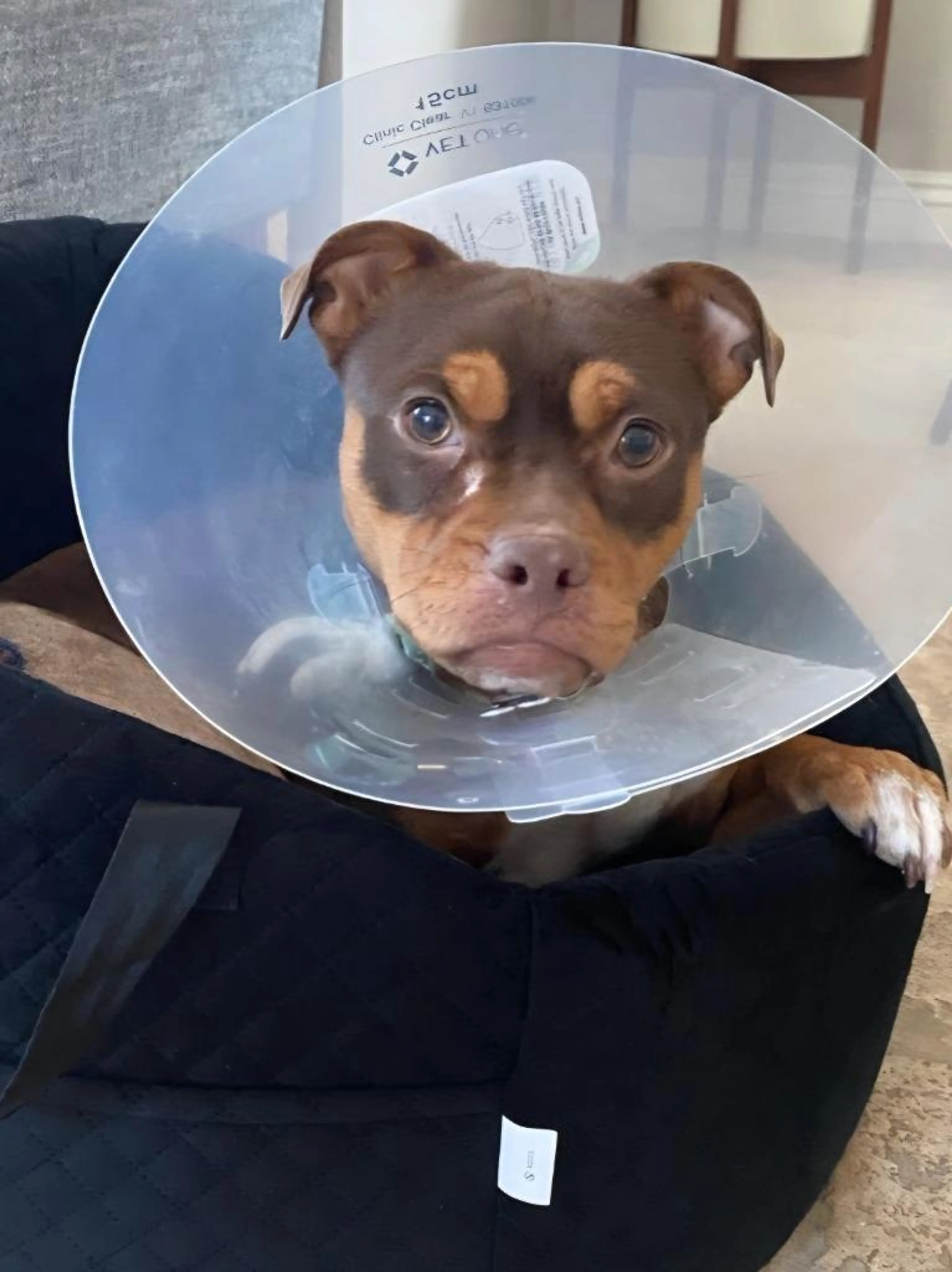 Found pet-3
