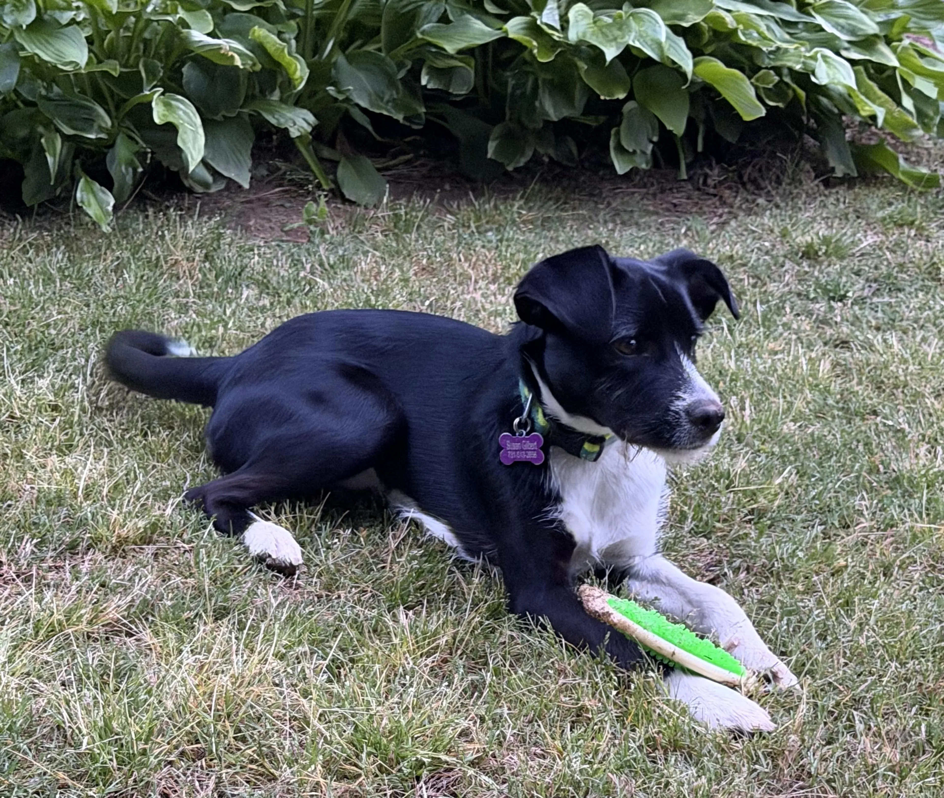 Found pet-3