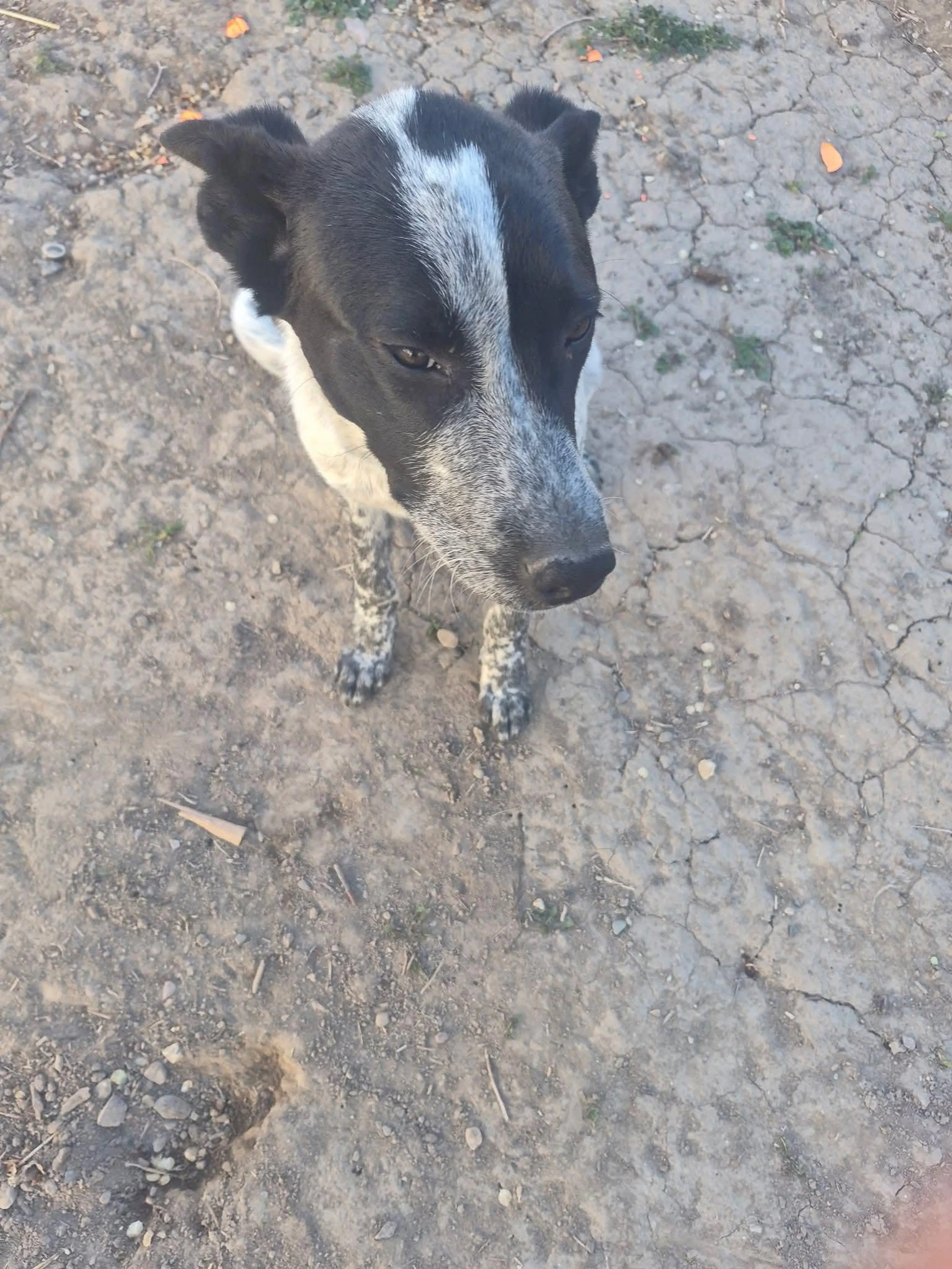 Found pet-2