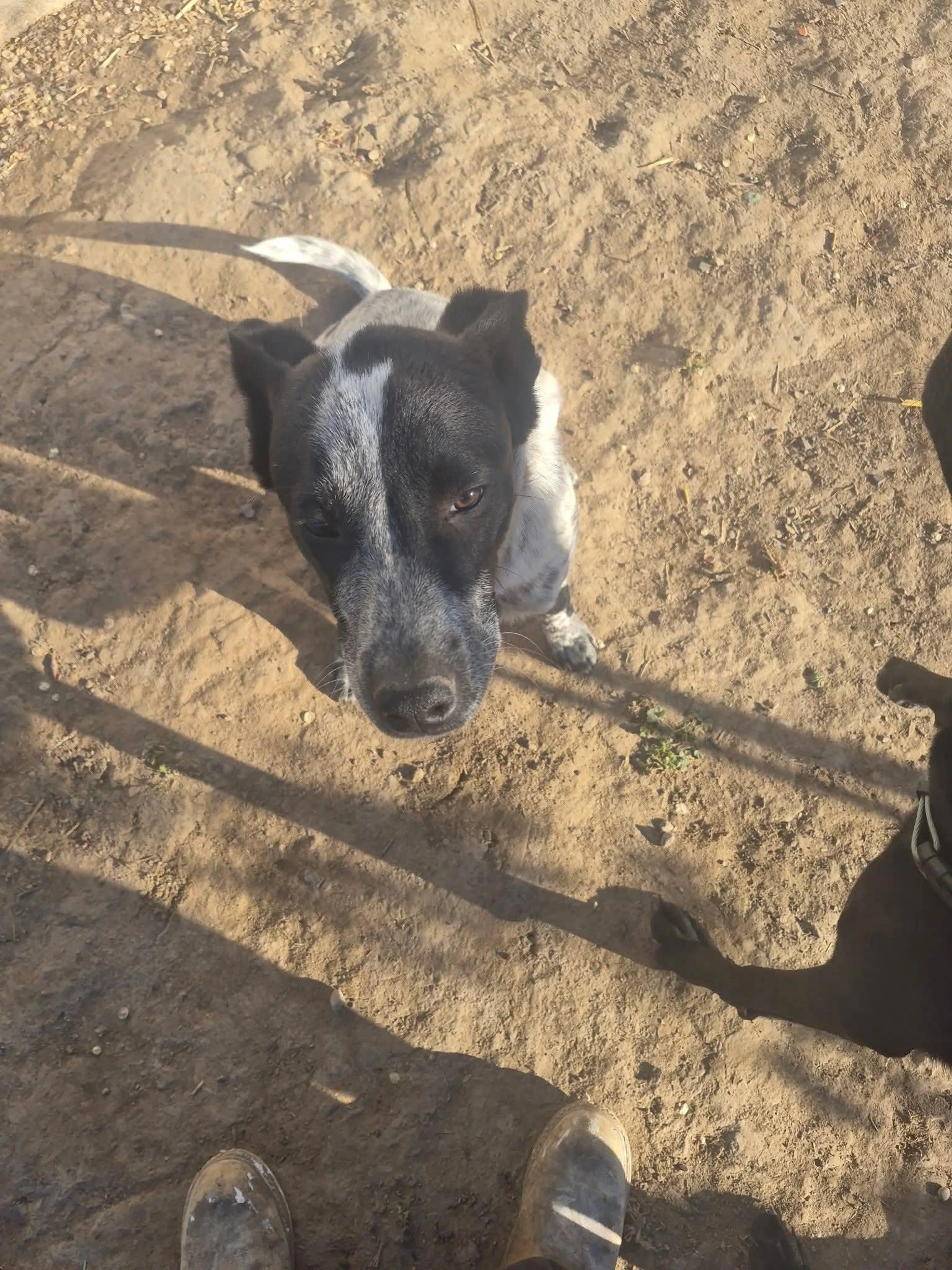 Found pet-1