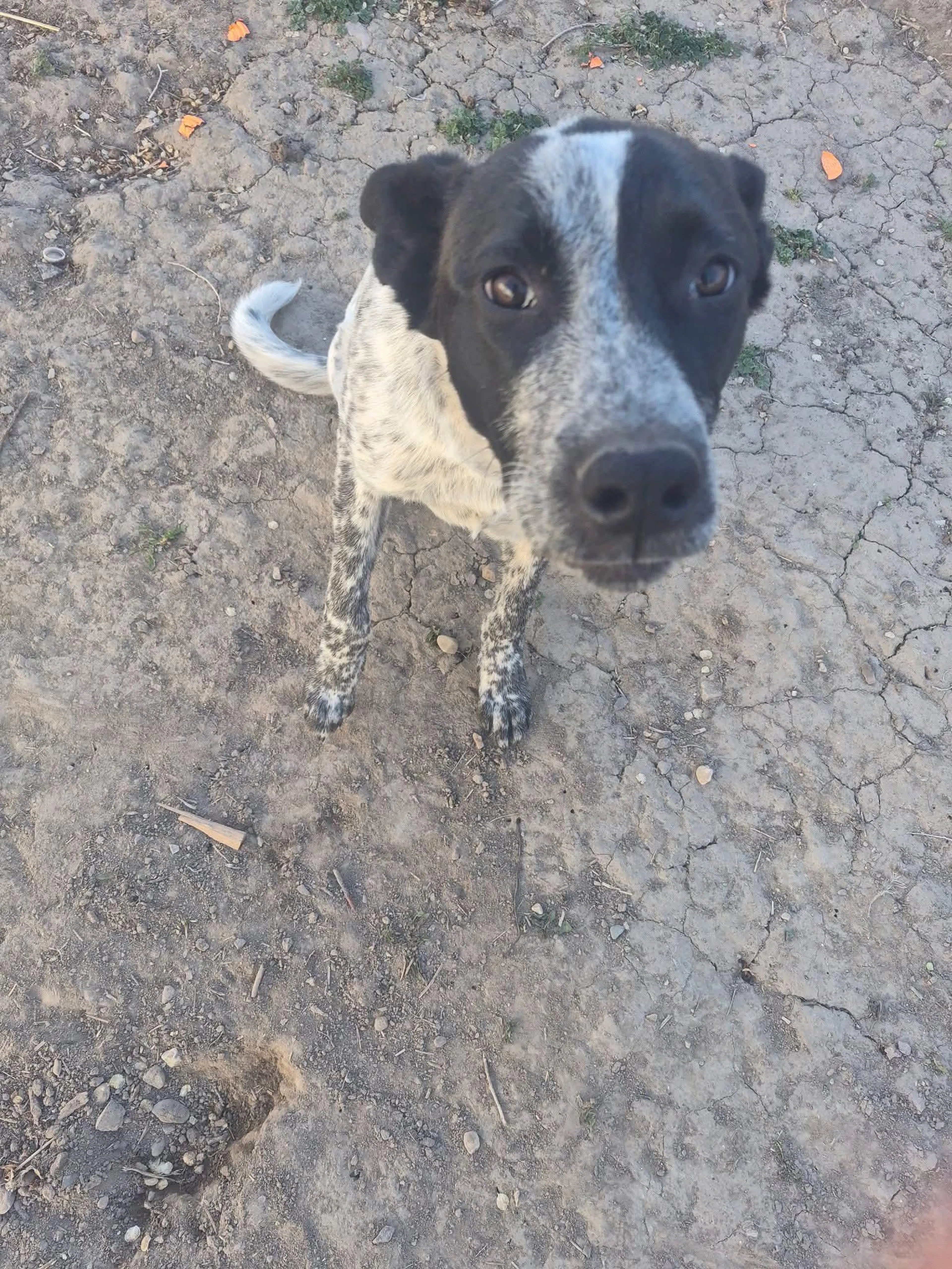 Found pet-0