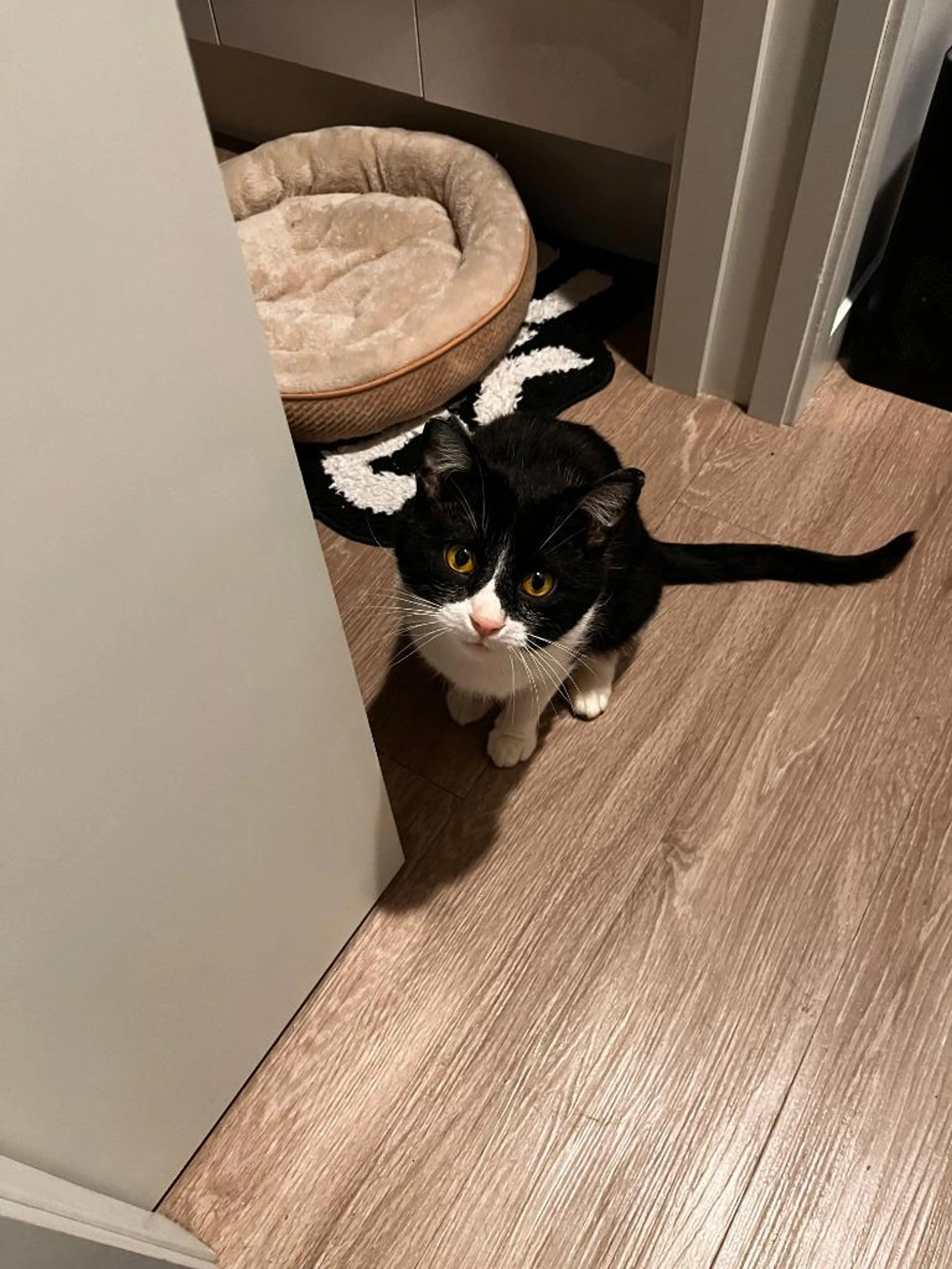 Found pet-1