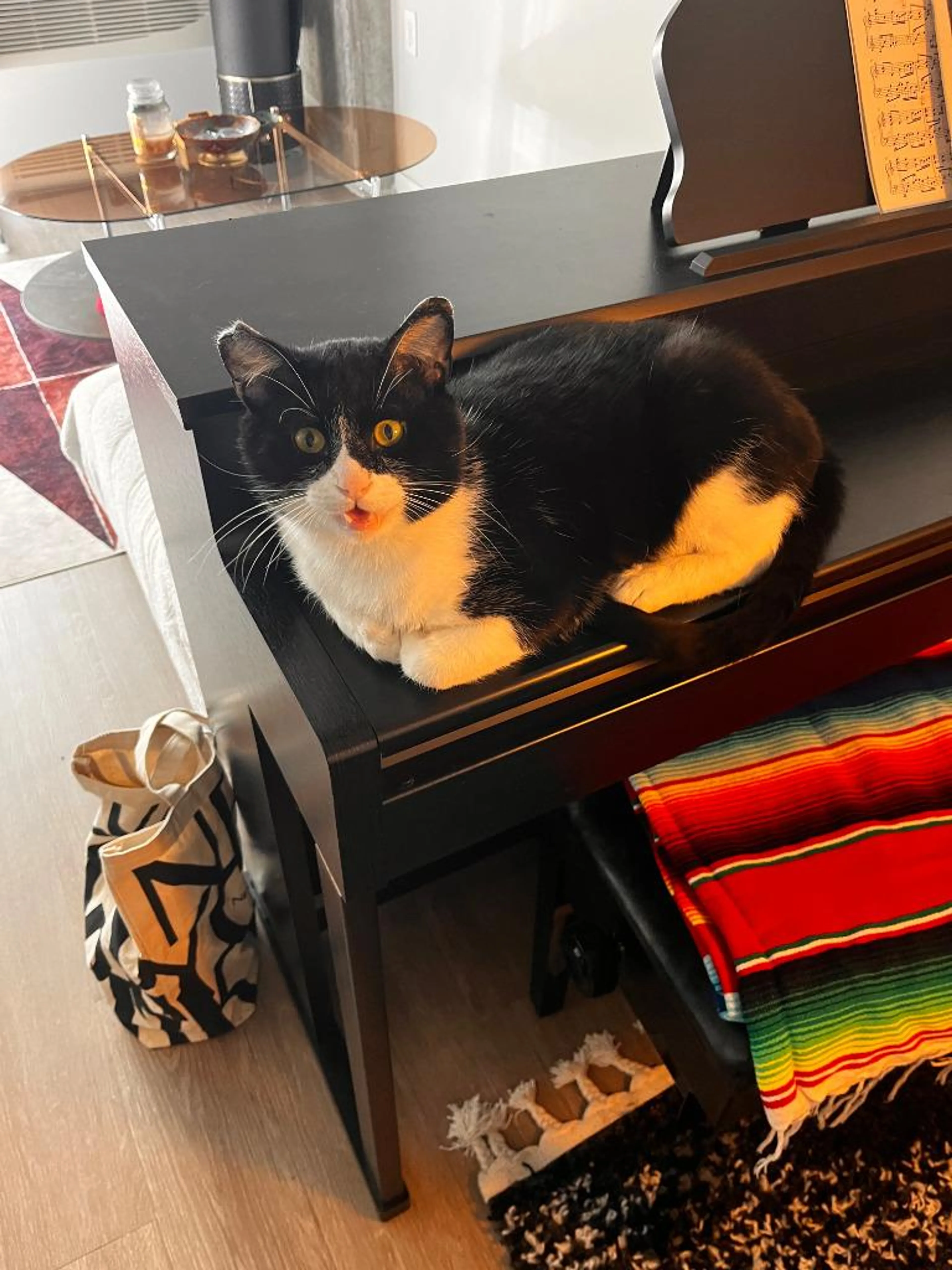 Found pet-0