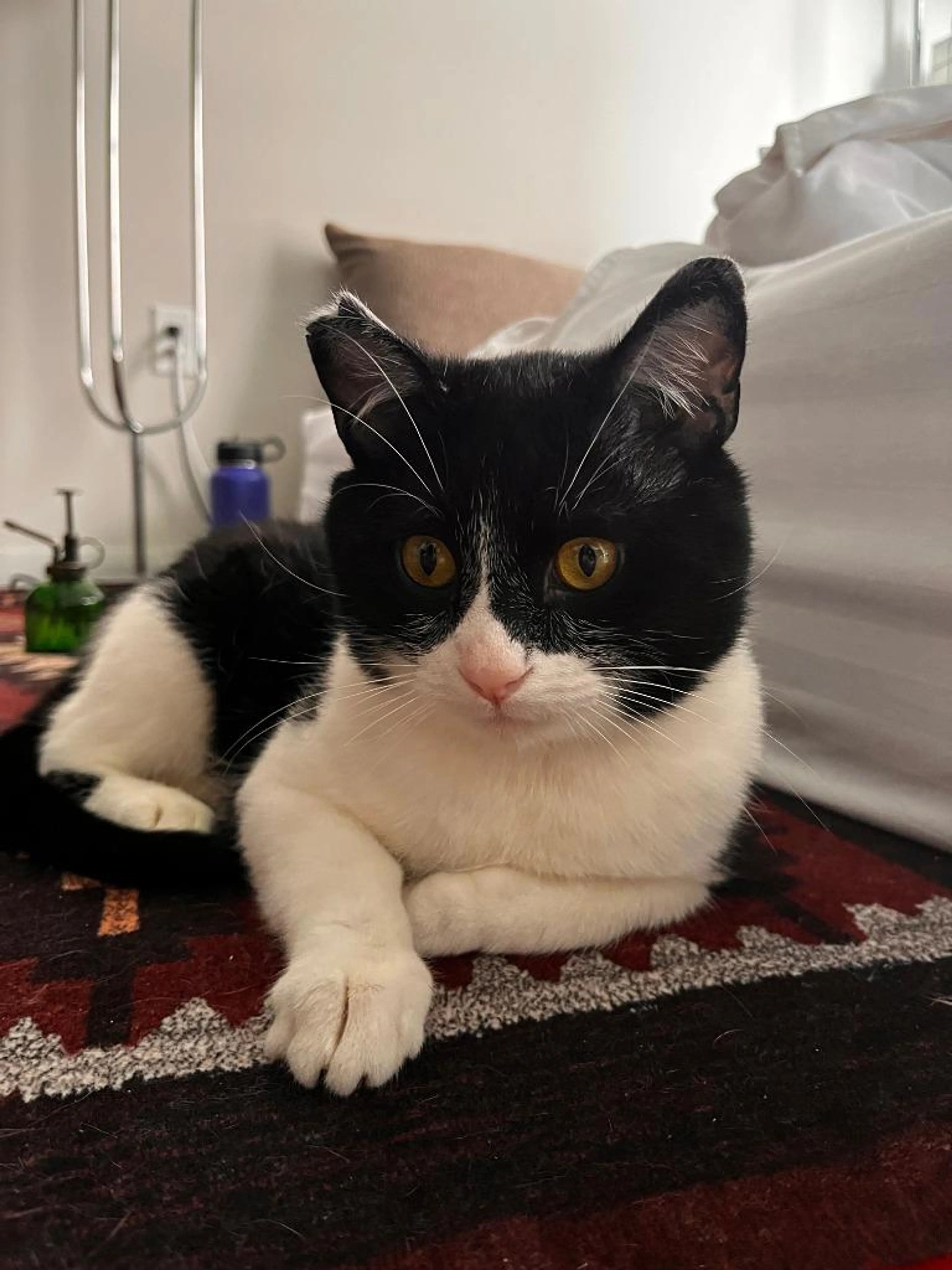 Found pet-2