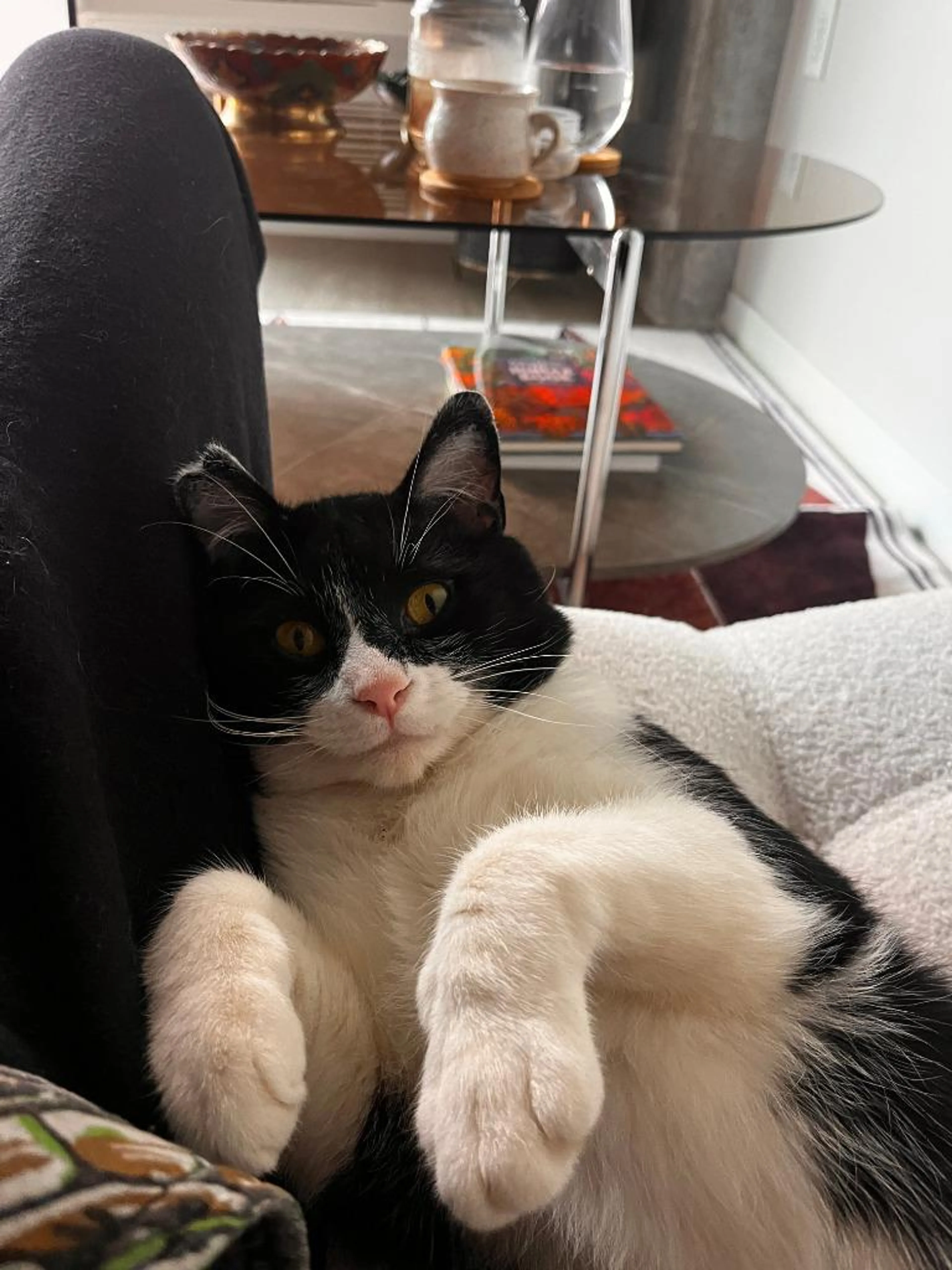 Found pet-3
