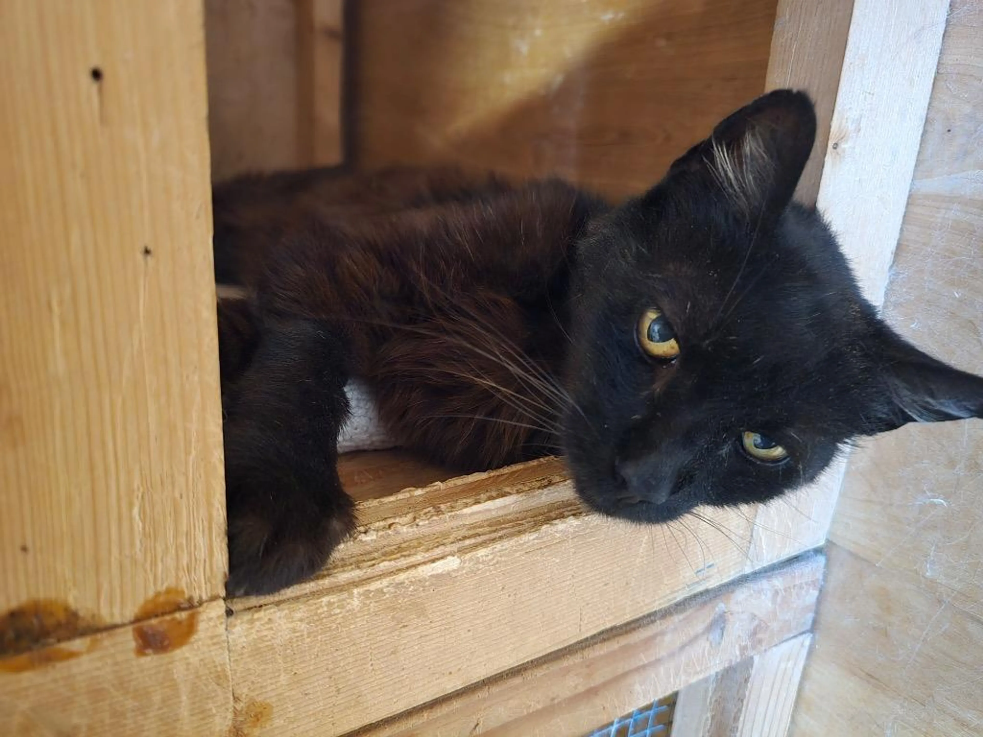 Found pet
