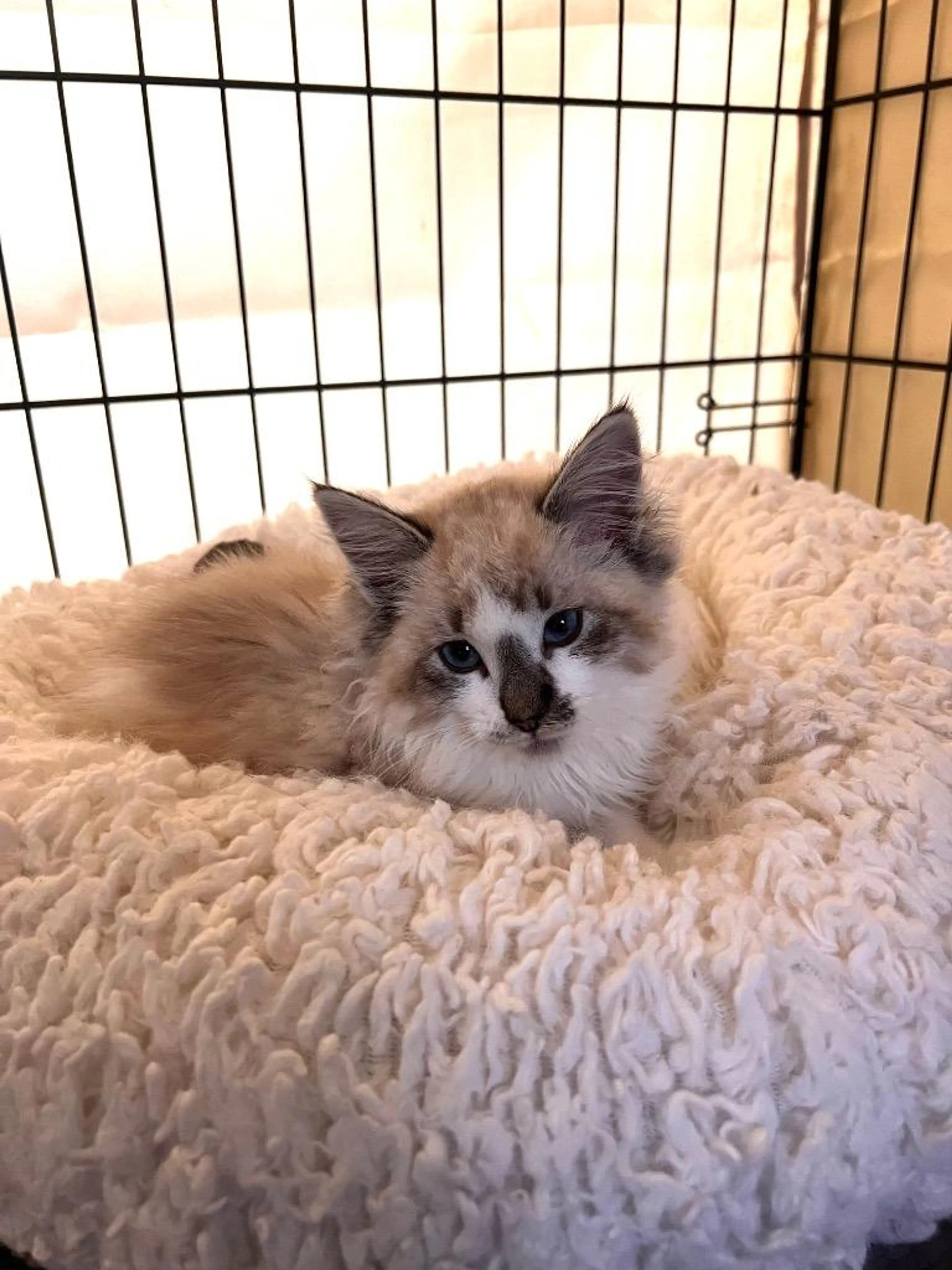 Found pet