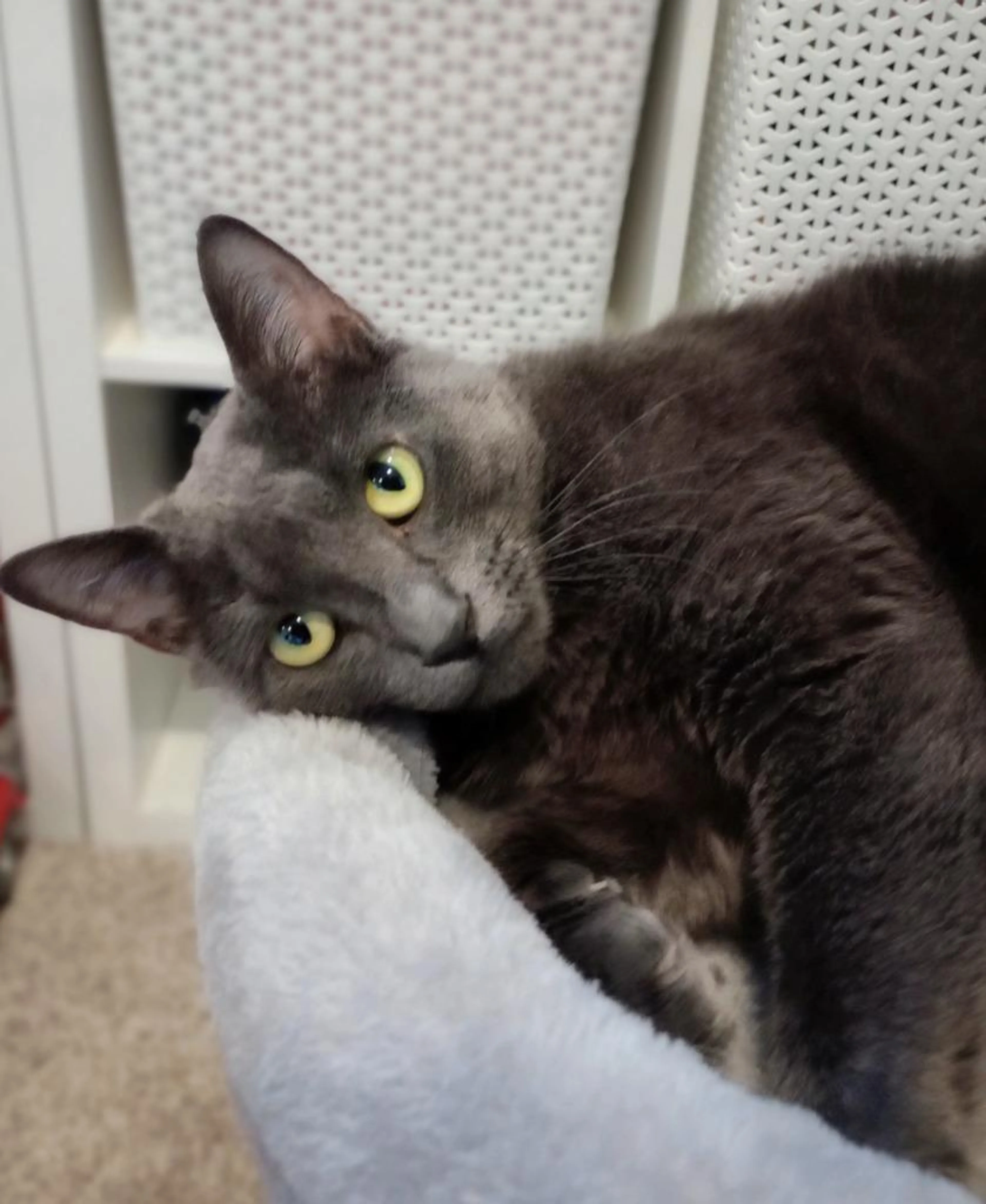 Found pet-1