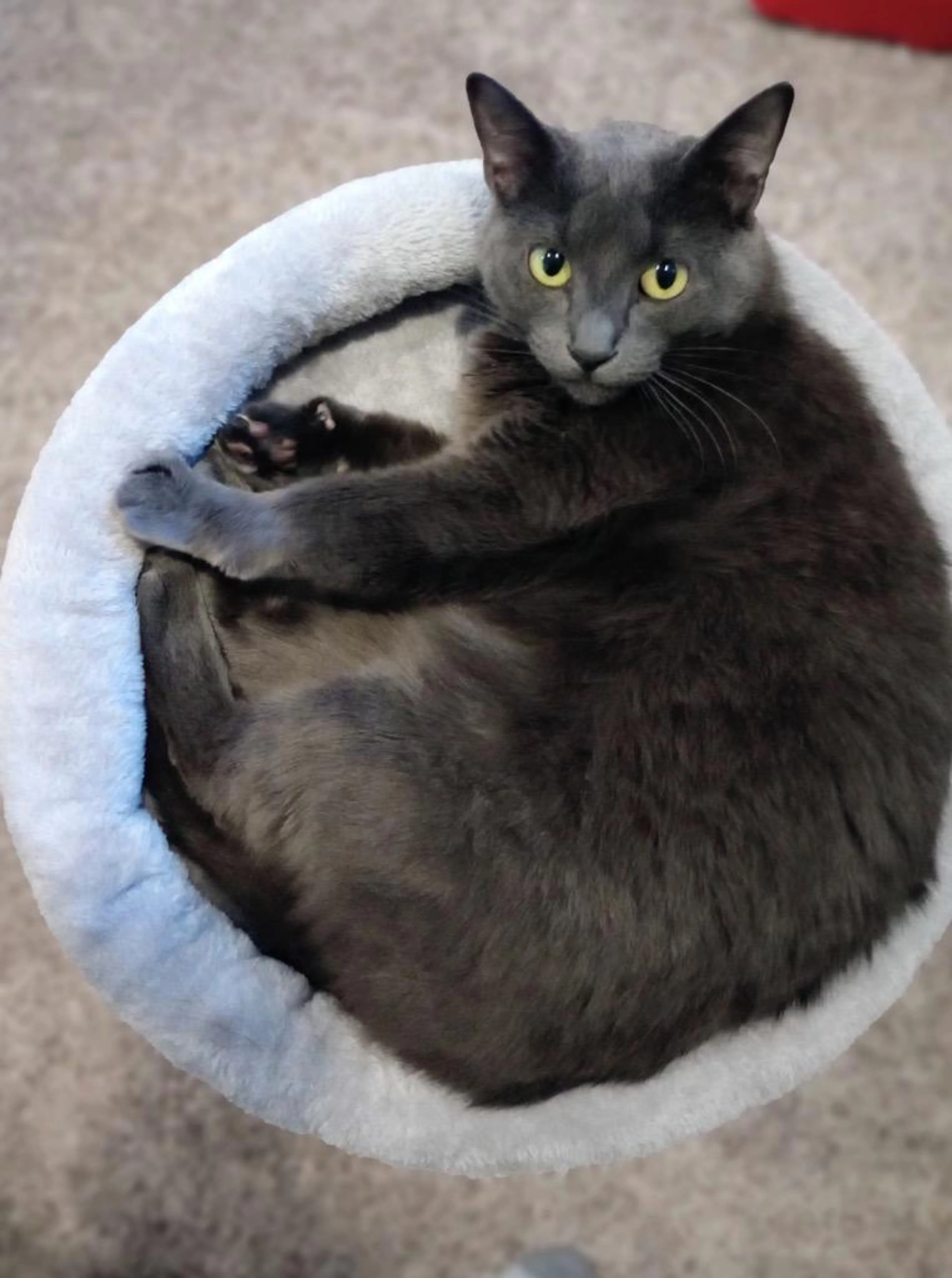 Found pet-2