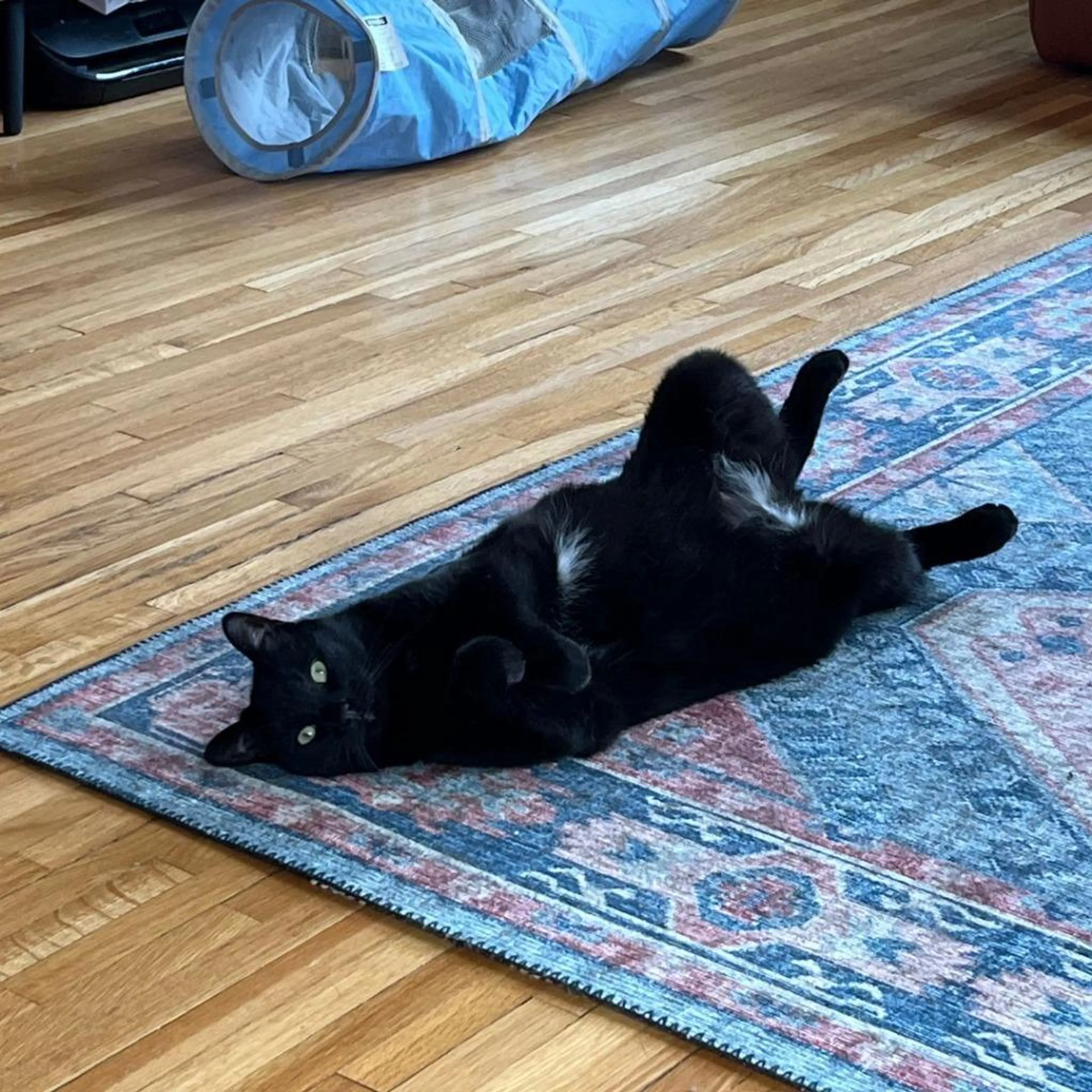 Found pet-1