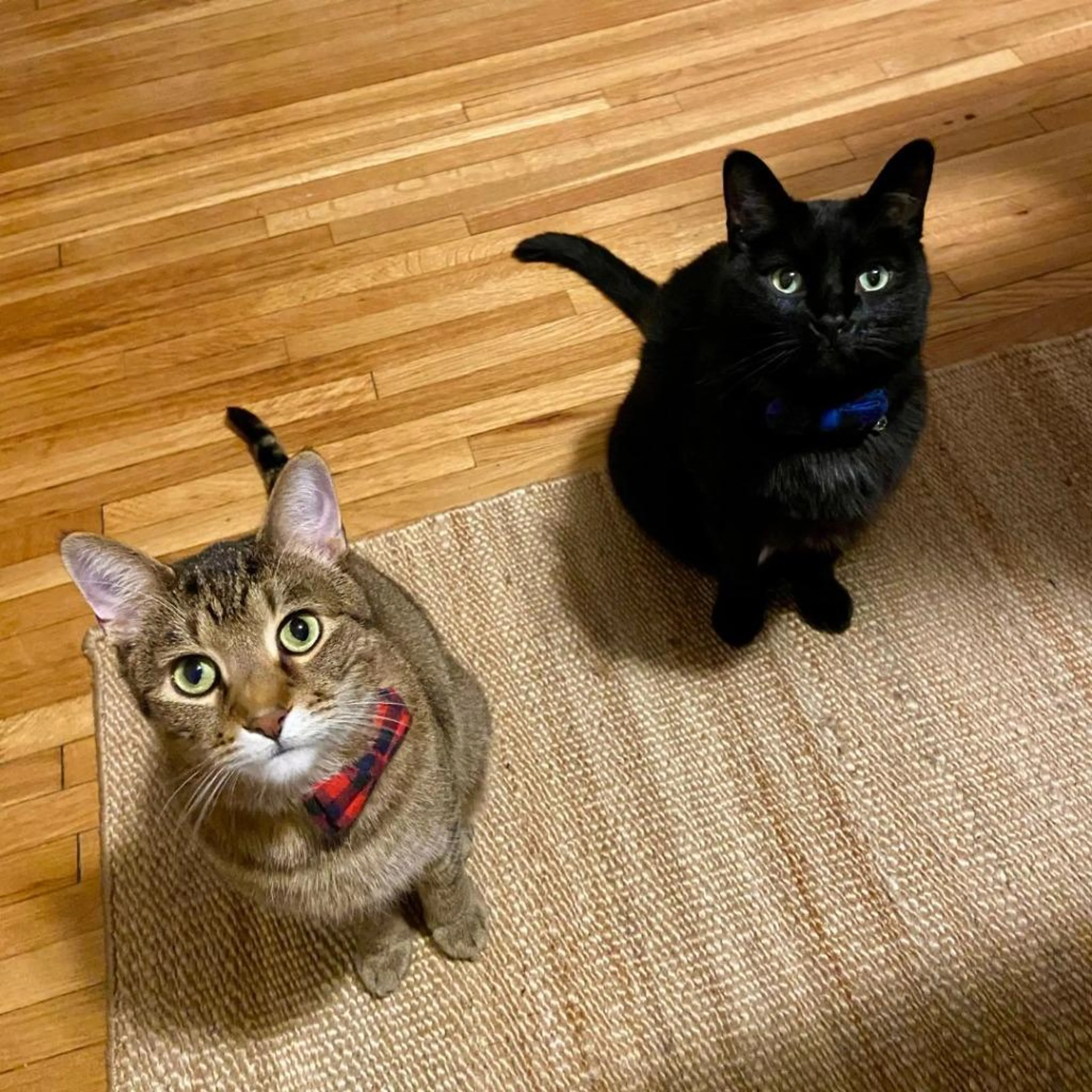 Found pet-2
