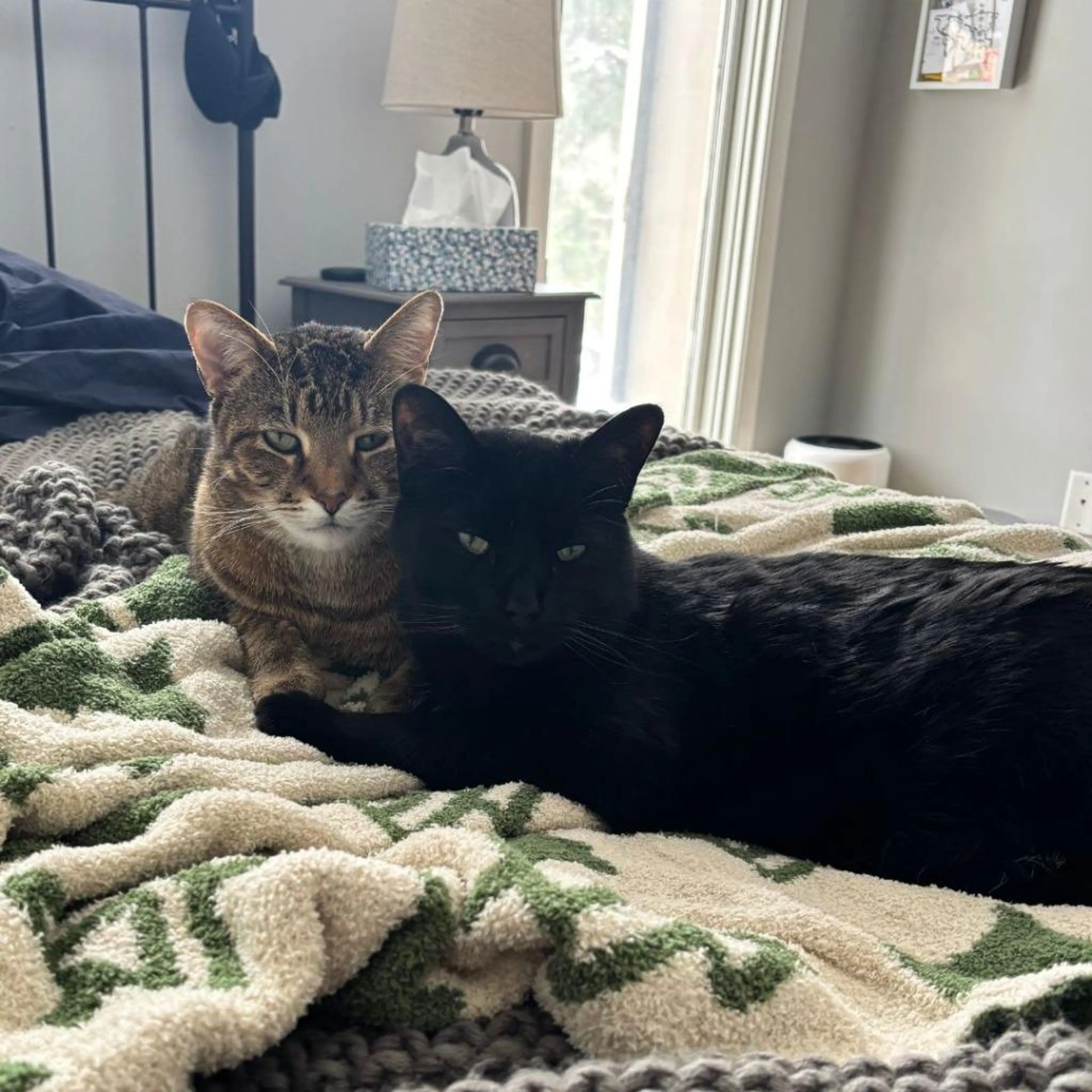Found pet-3