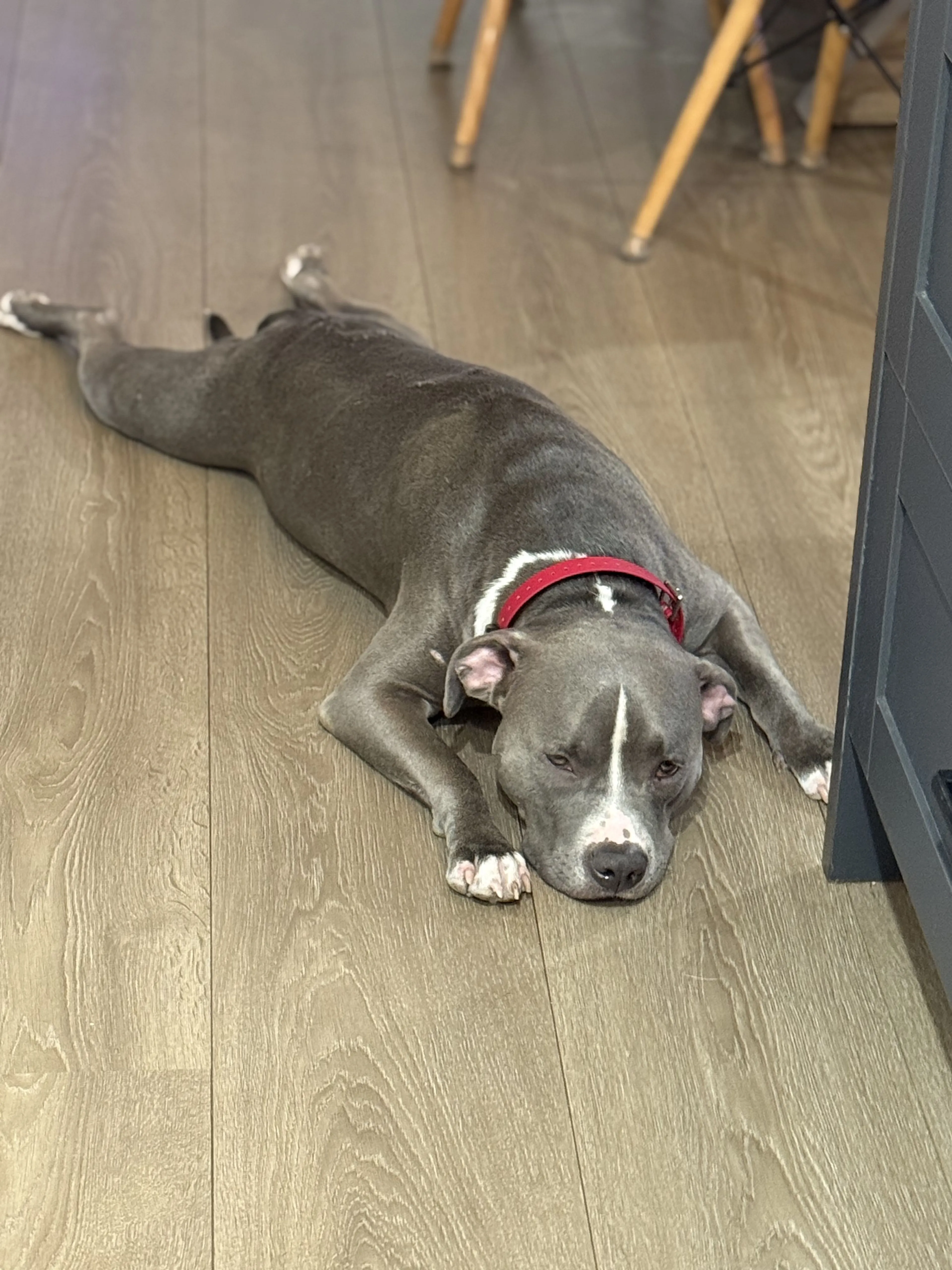 Lost pet-2