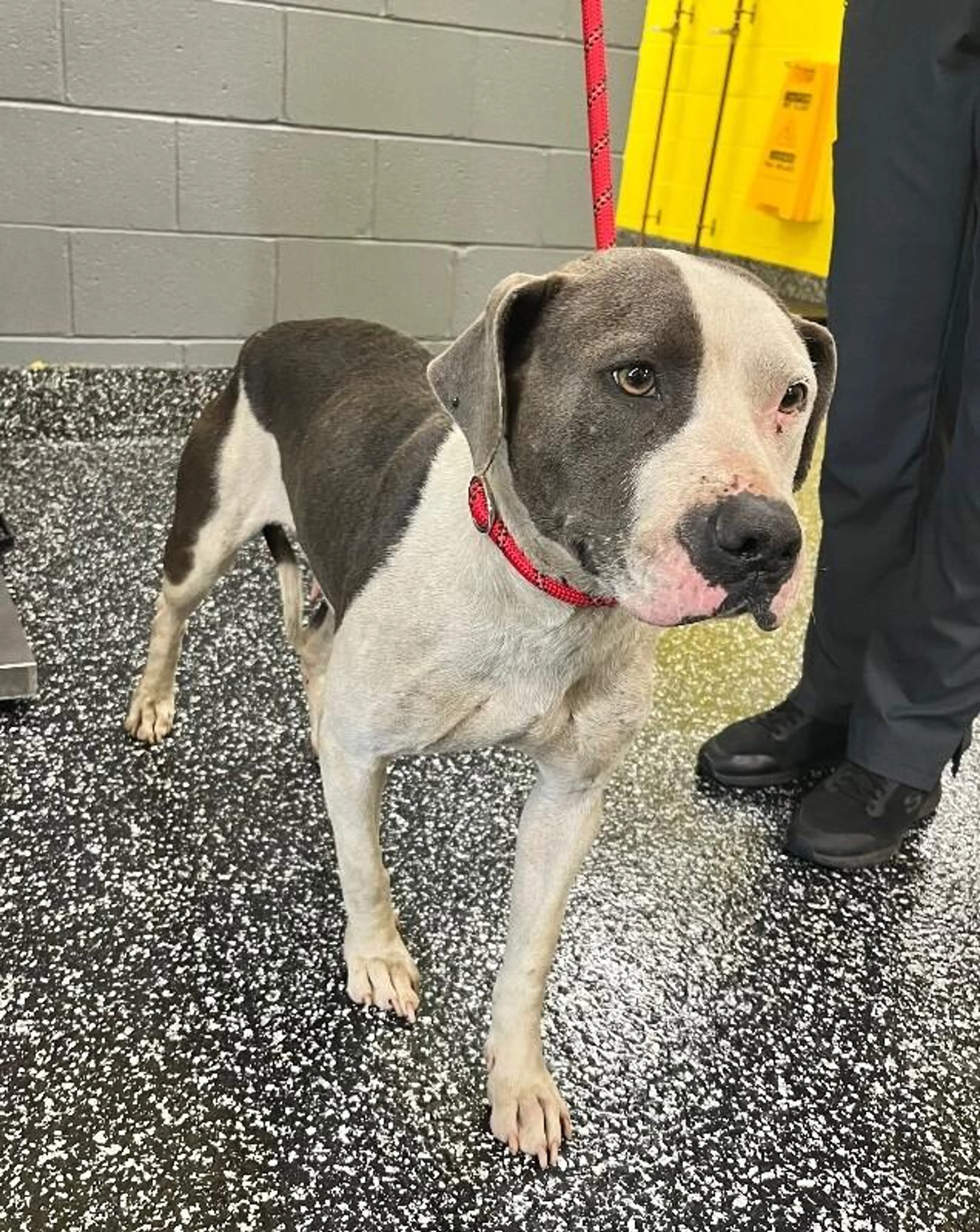 Found pet-4