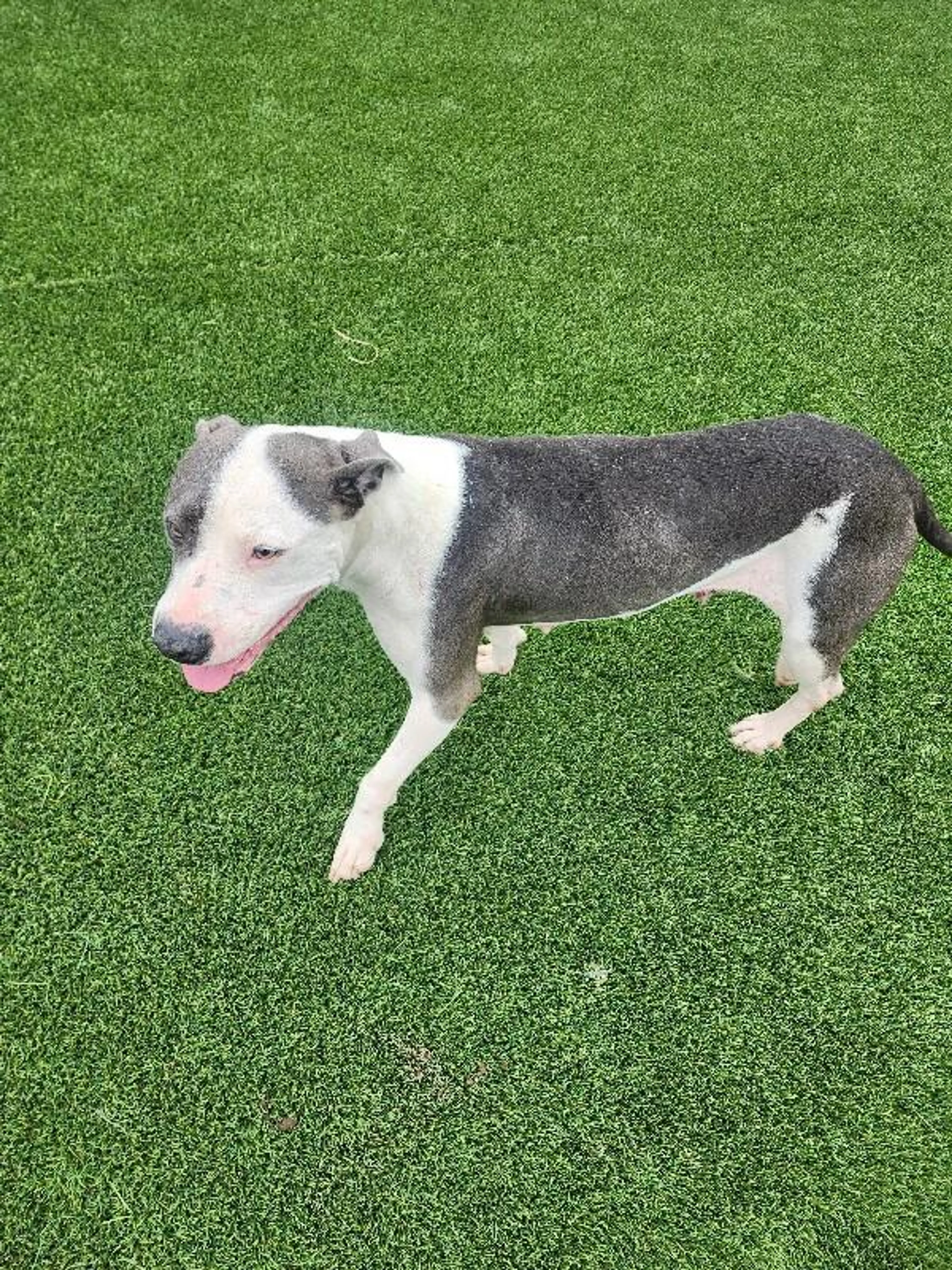 Found pet-5