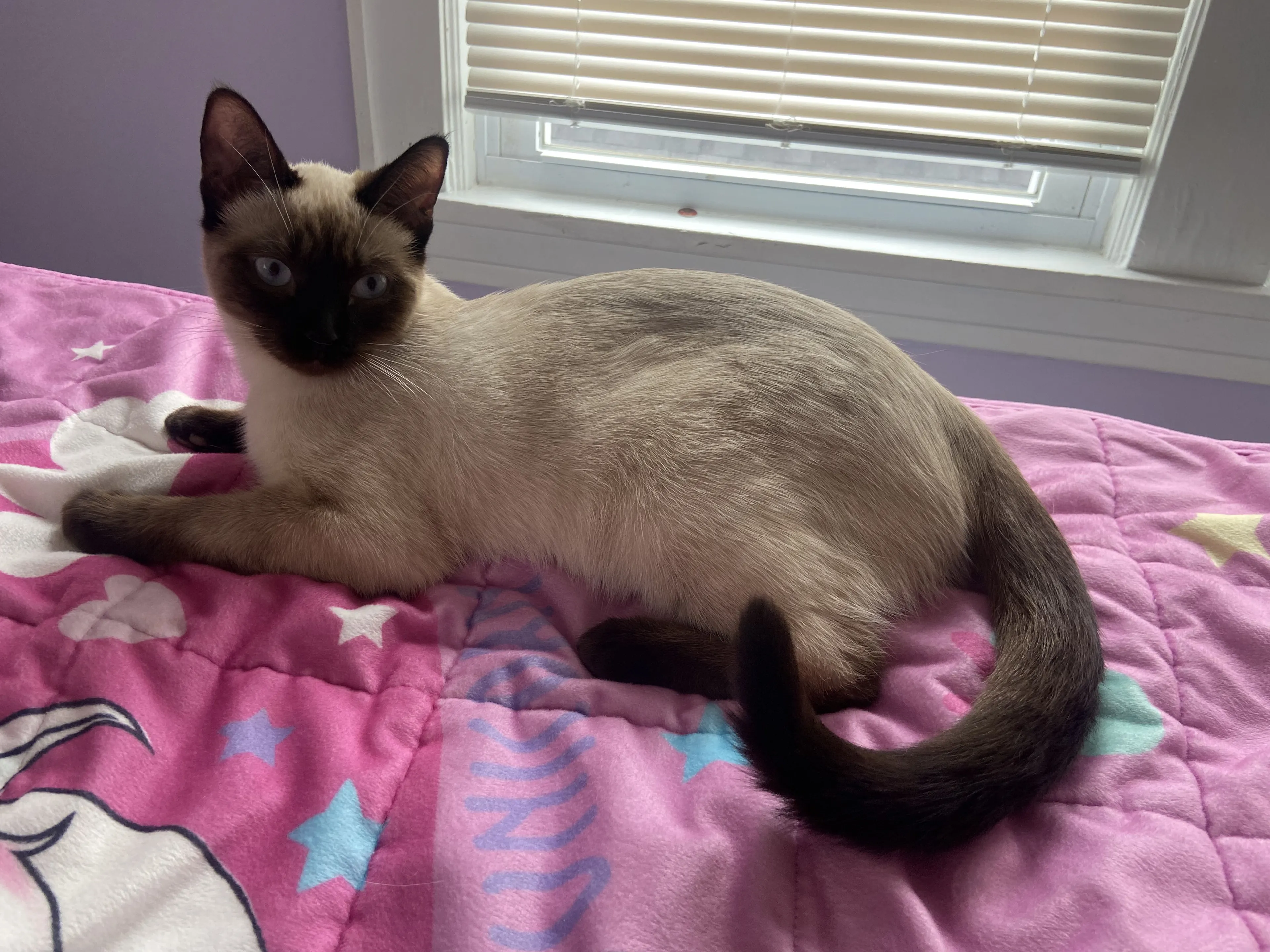 Lost pet