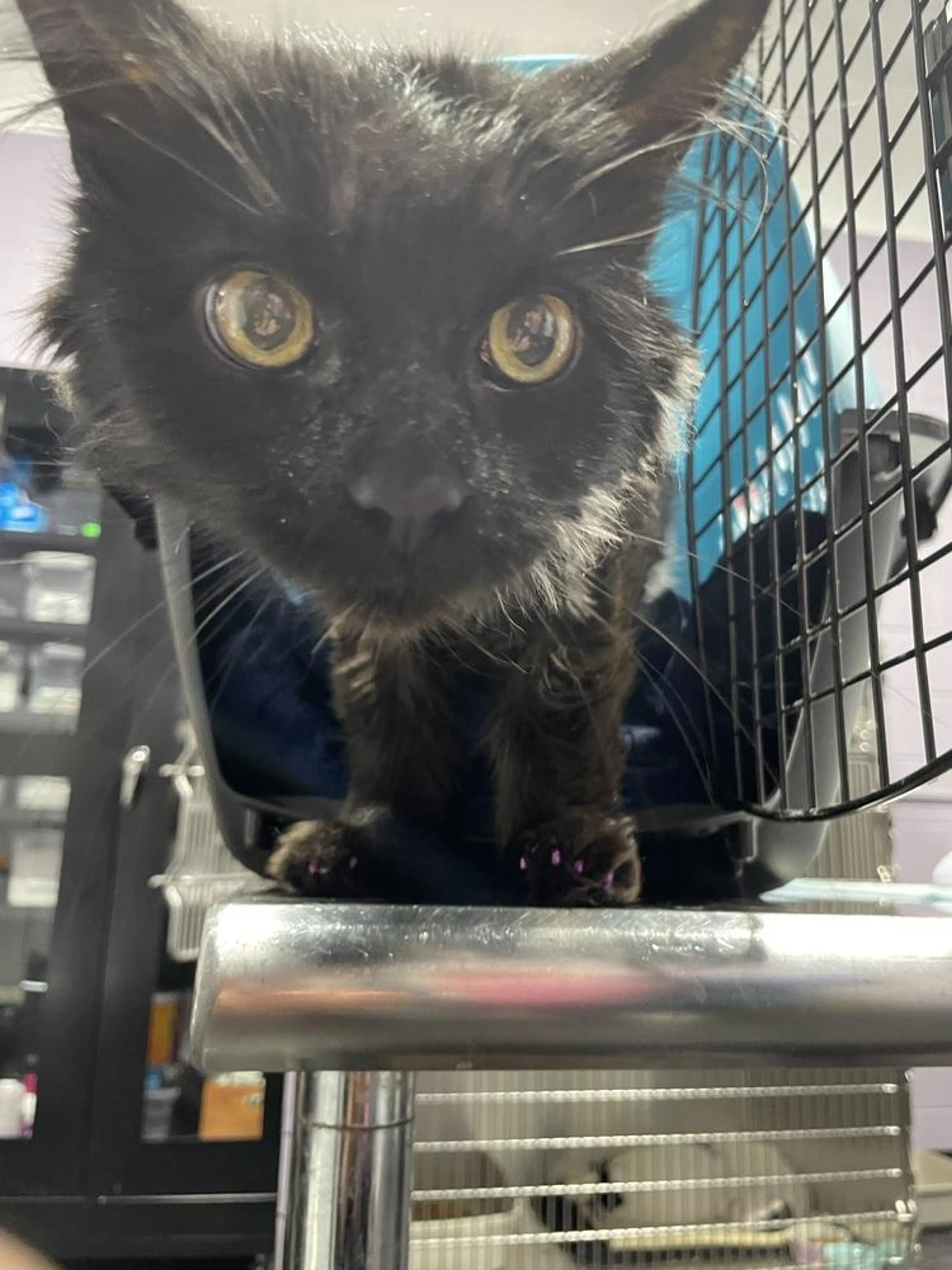 Found pet-2