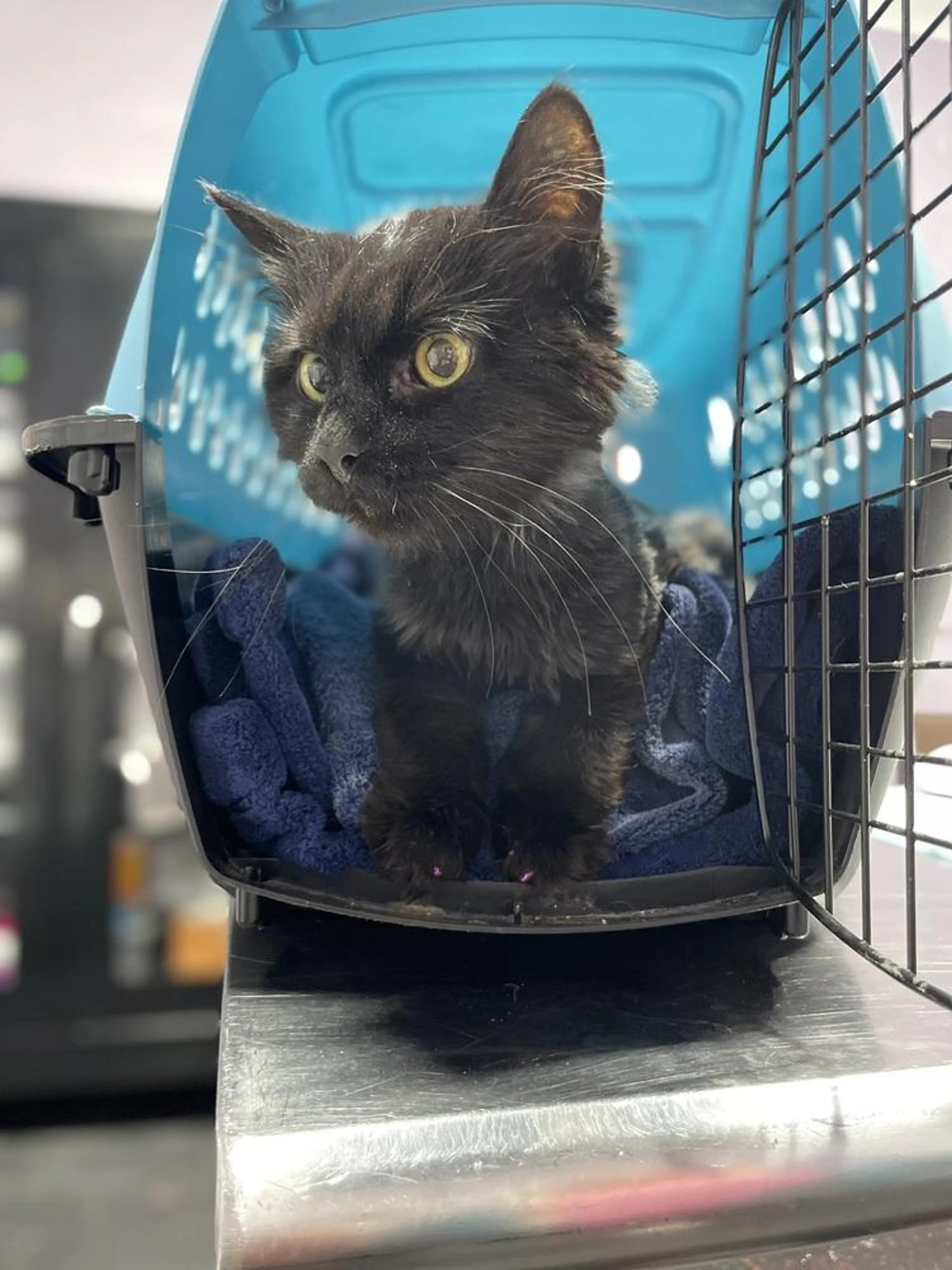 Found pet-1