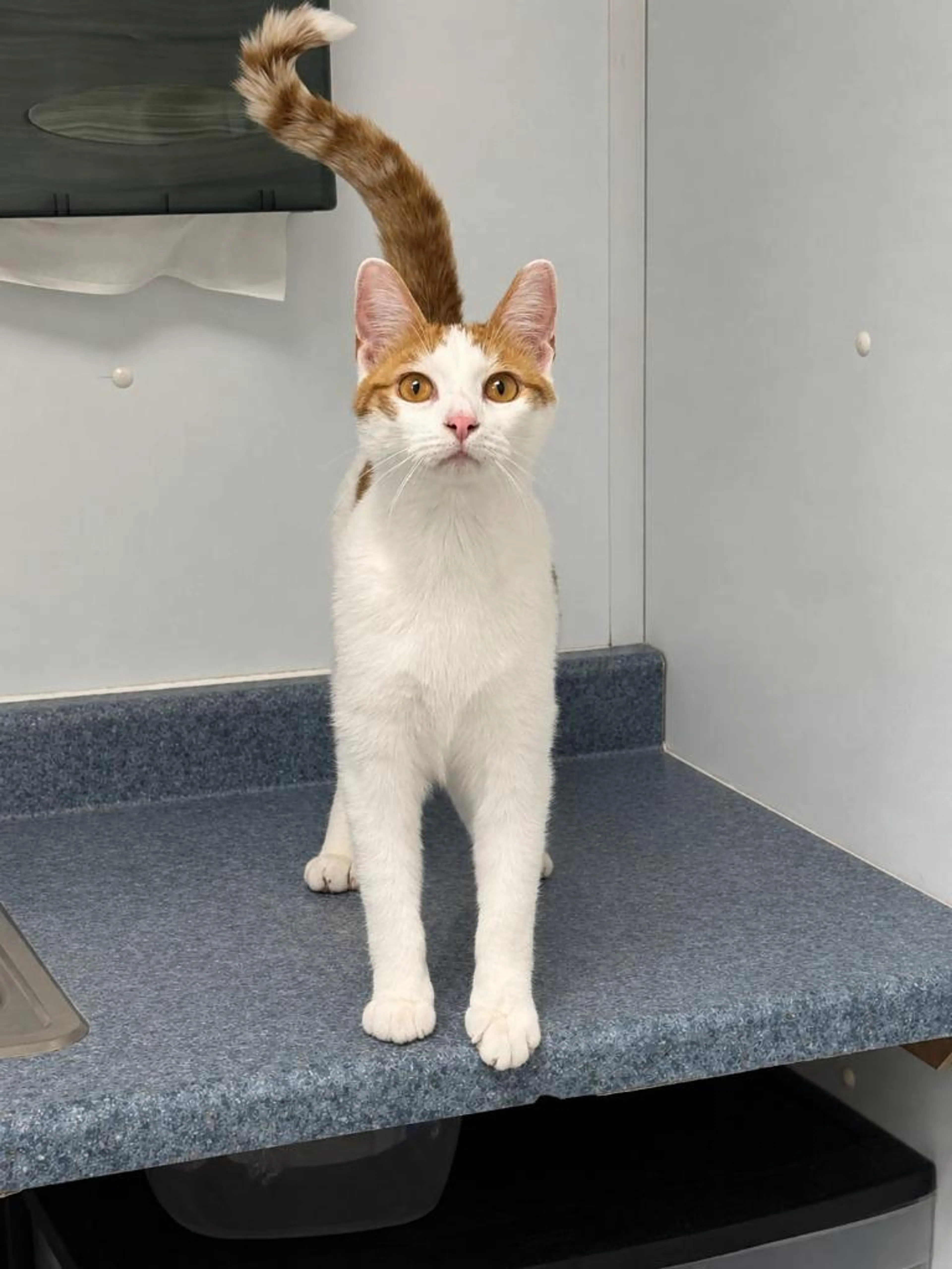 Found pet-3