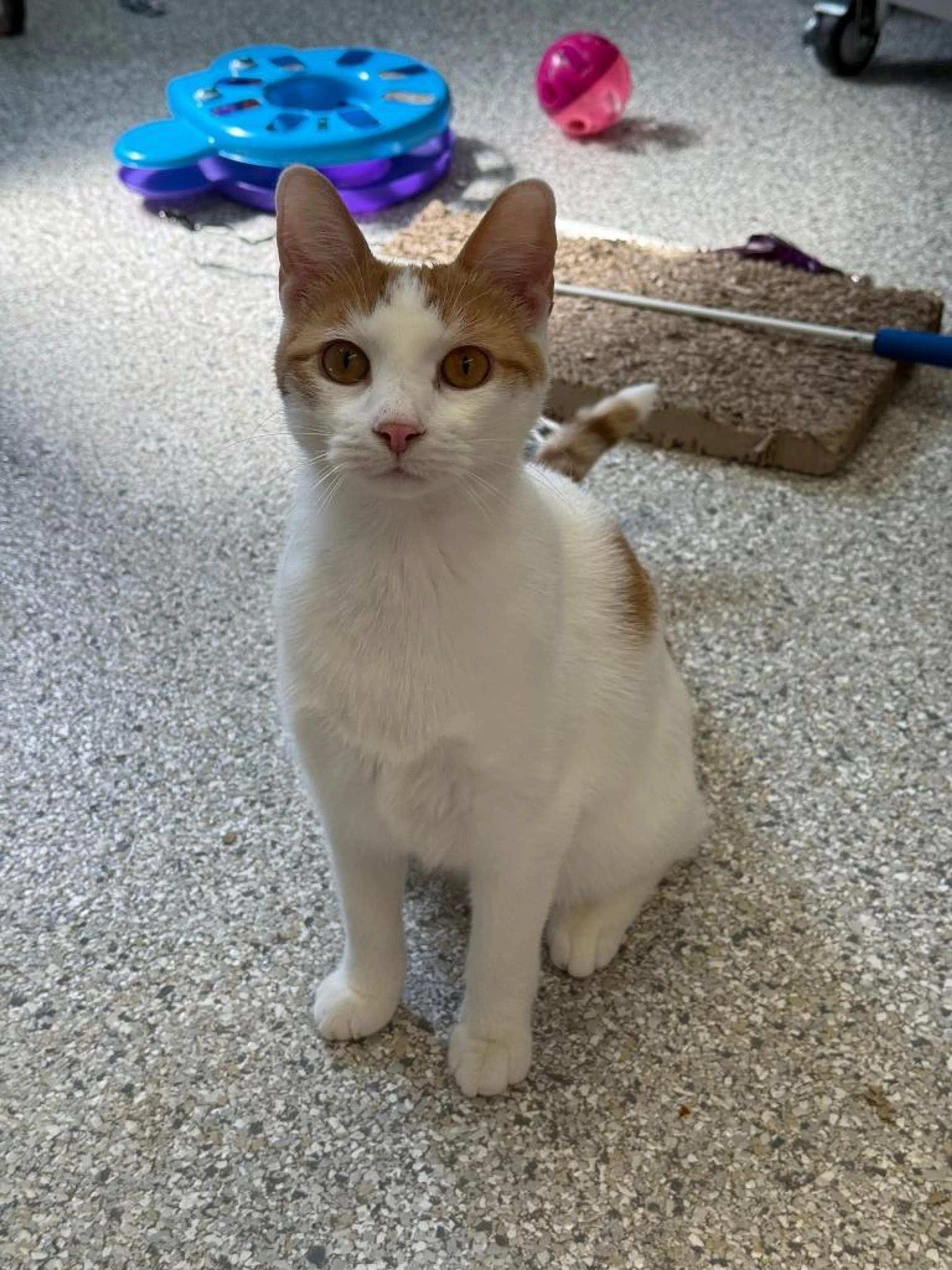 Found pet-2