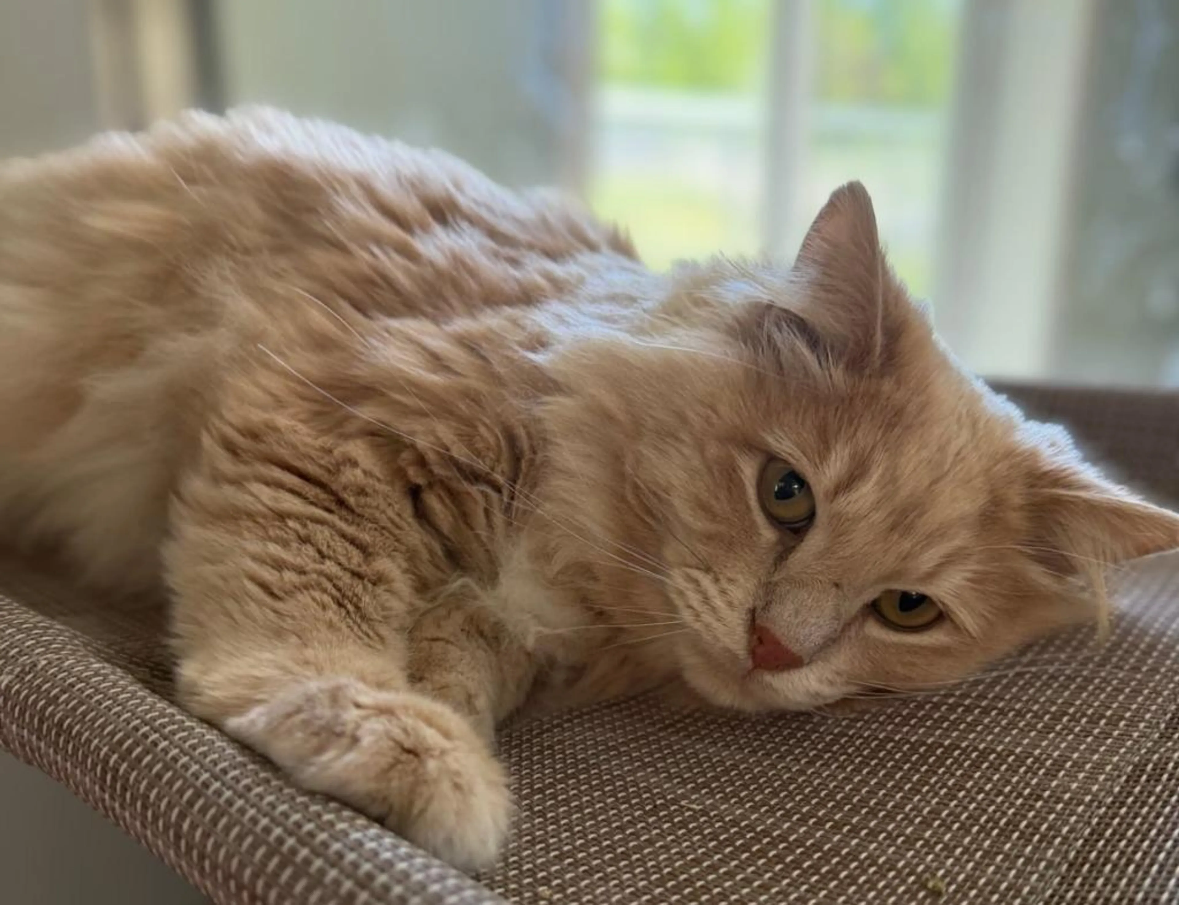Found pet-1